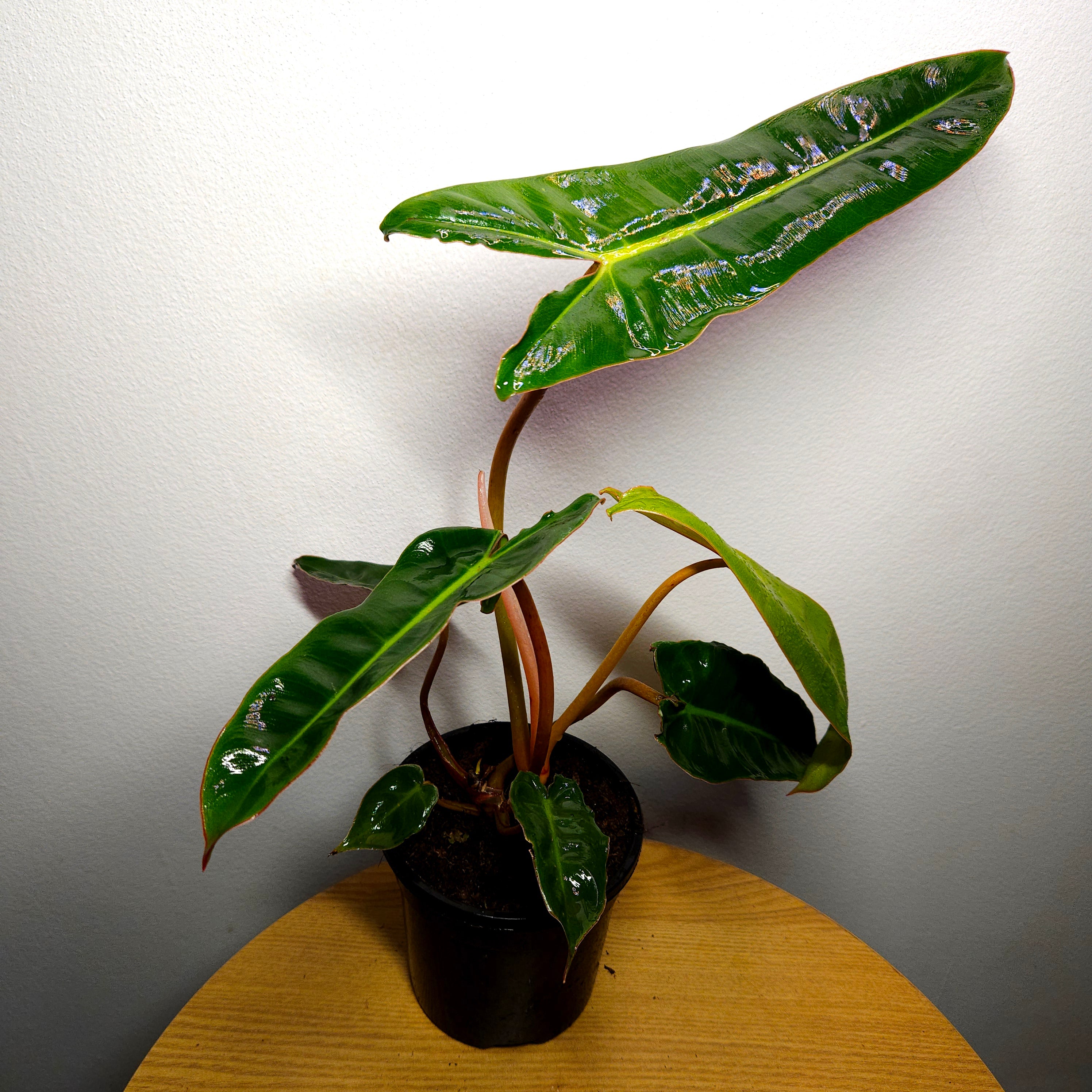 Philodendron billietiae