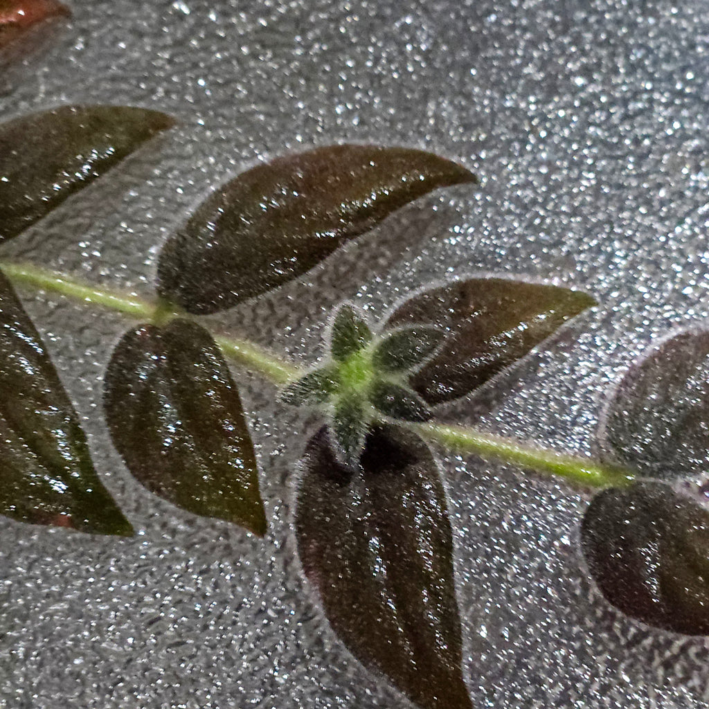 Columnea microcalyx – Established Trailing Velvet Goldfish Plant