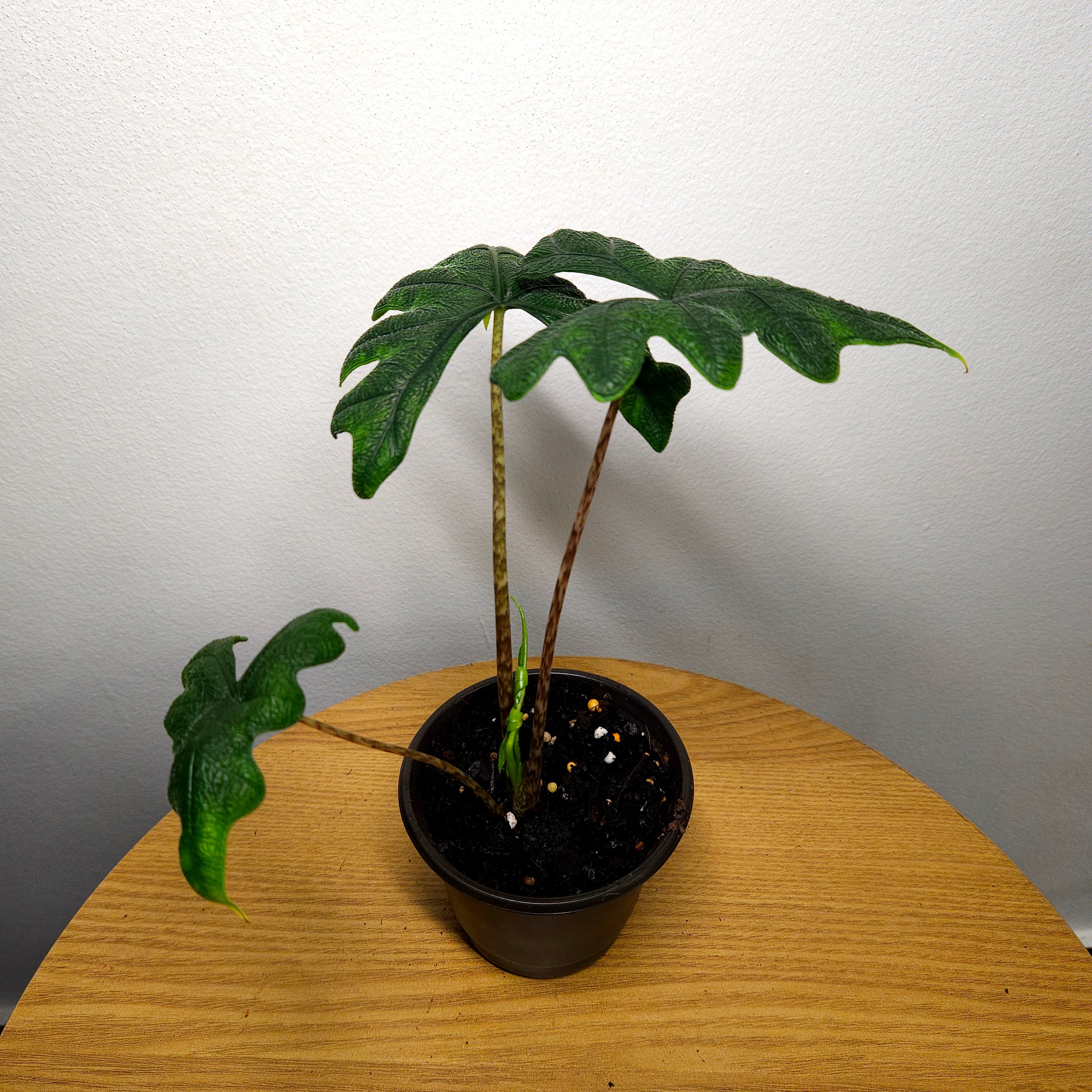 Alocasia Jacklyn – Rare Textured Leaf Alocasia
