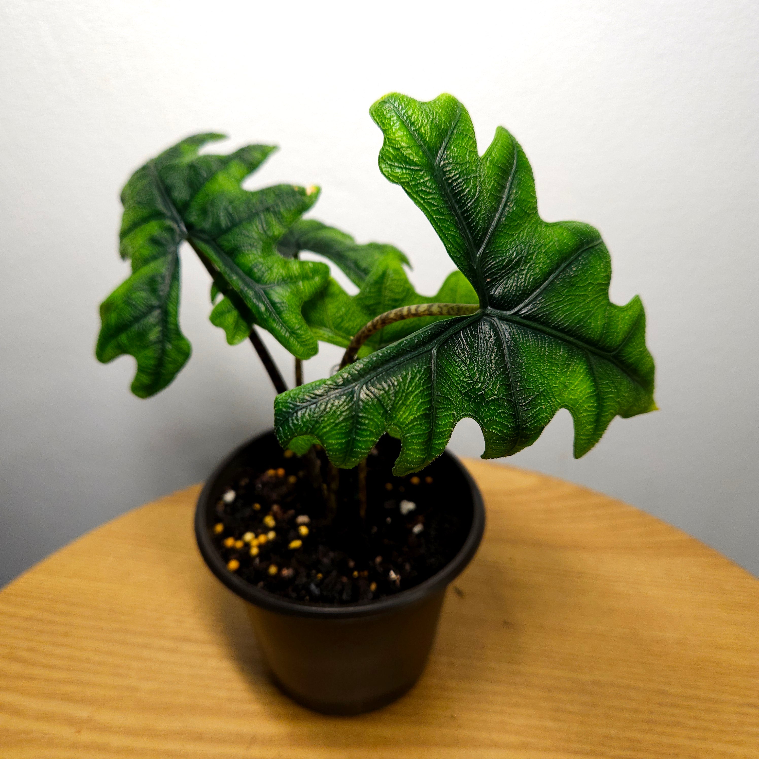 Alocasia Jacklyn – Rare Textured Leaf Alocasia