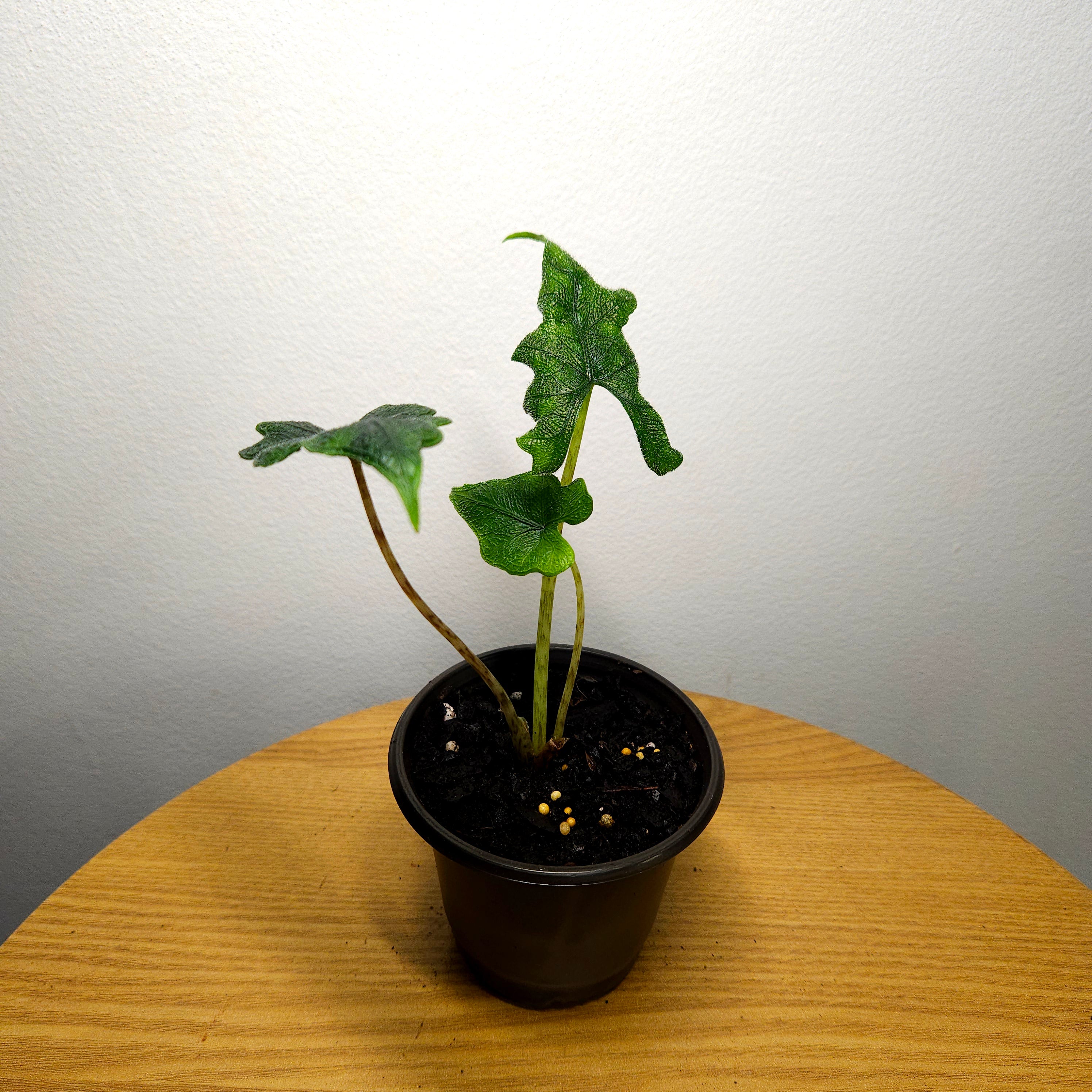 Alocasia Jacklyn – Rare Textured Leaf Alocasia