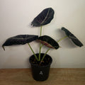 Alocasia Black Velvet – Dark Jewel Aroid Indoor Plant