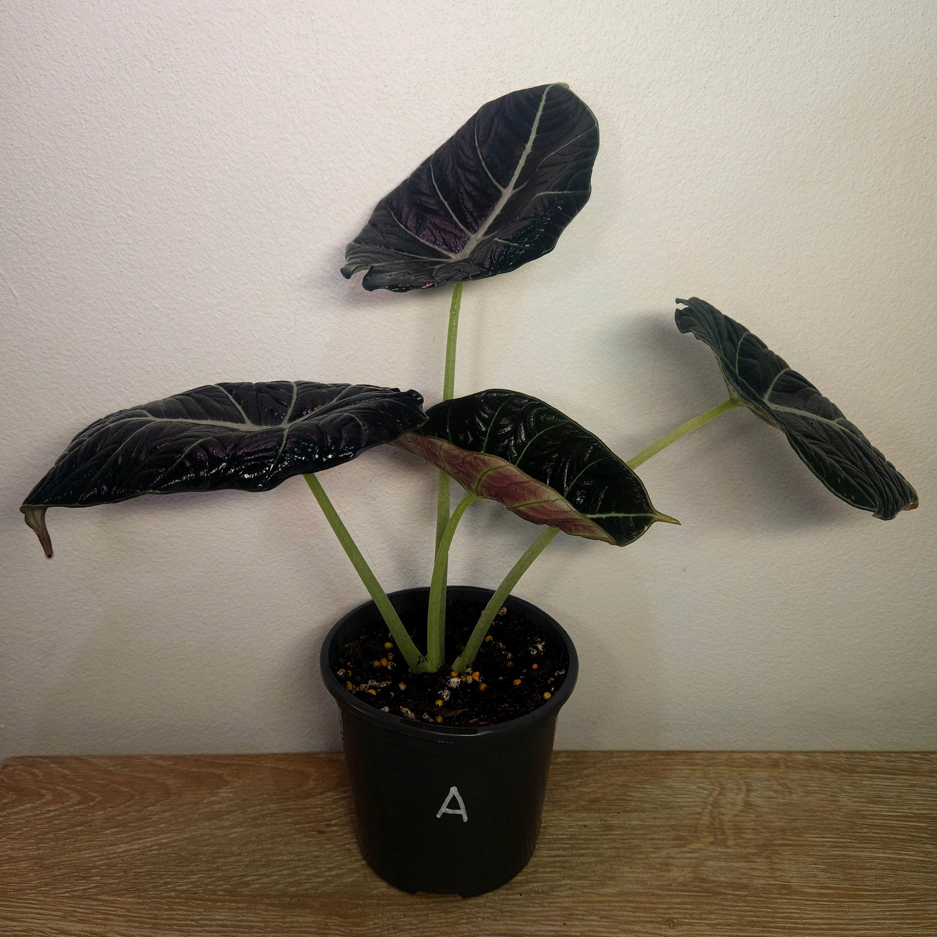 Alocasia Black Velvet – Dark Jewel Aroid Indoor Plant