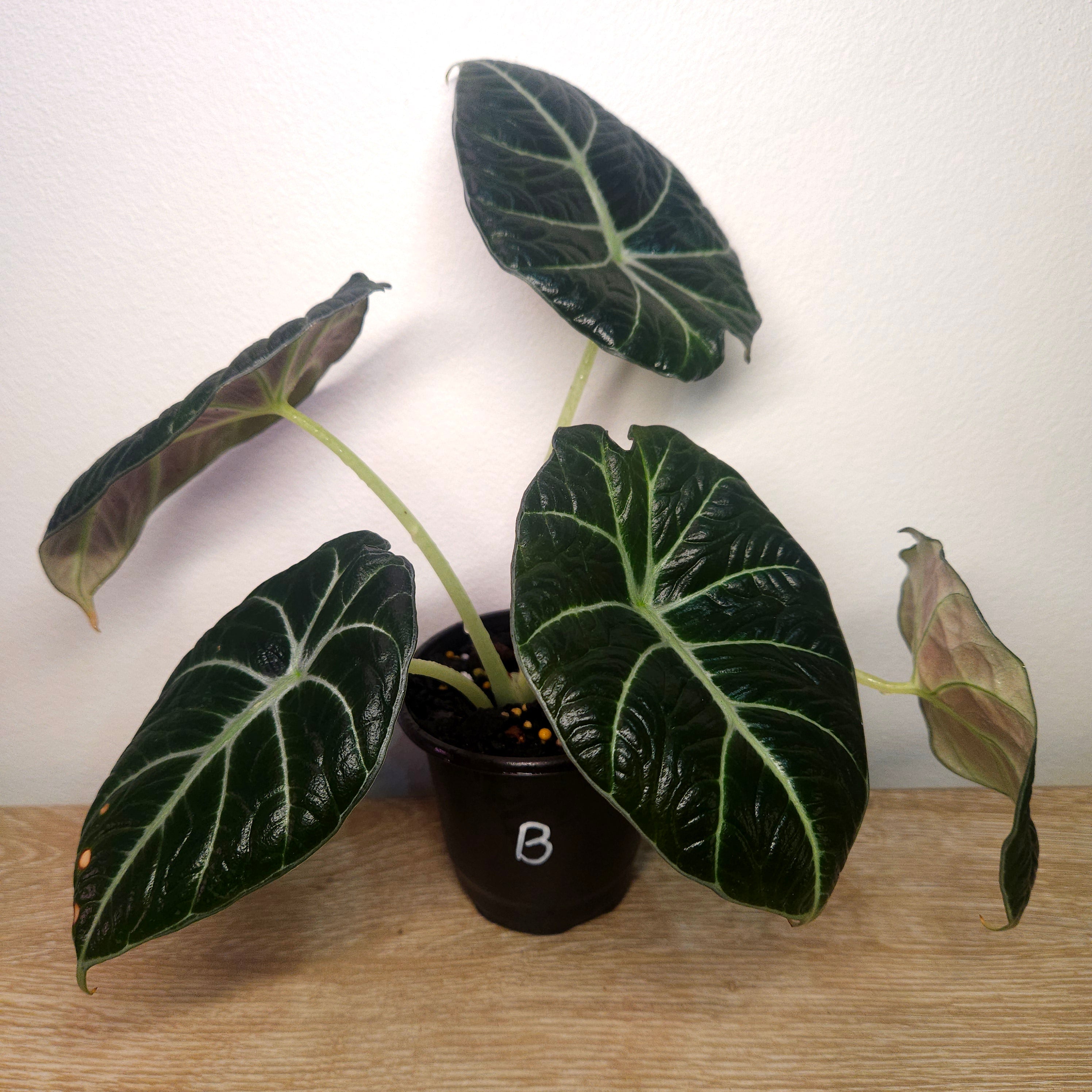 Alocasia Black Velvet – Dark Jewel Aroid Indoor Plant