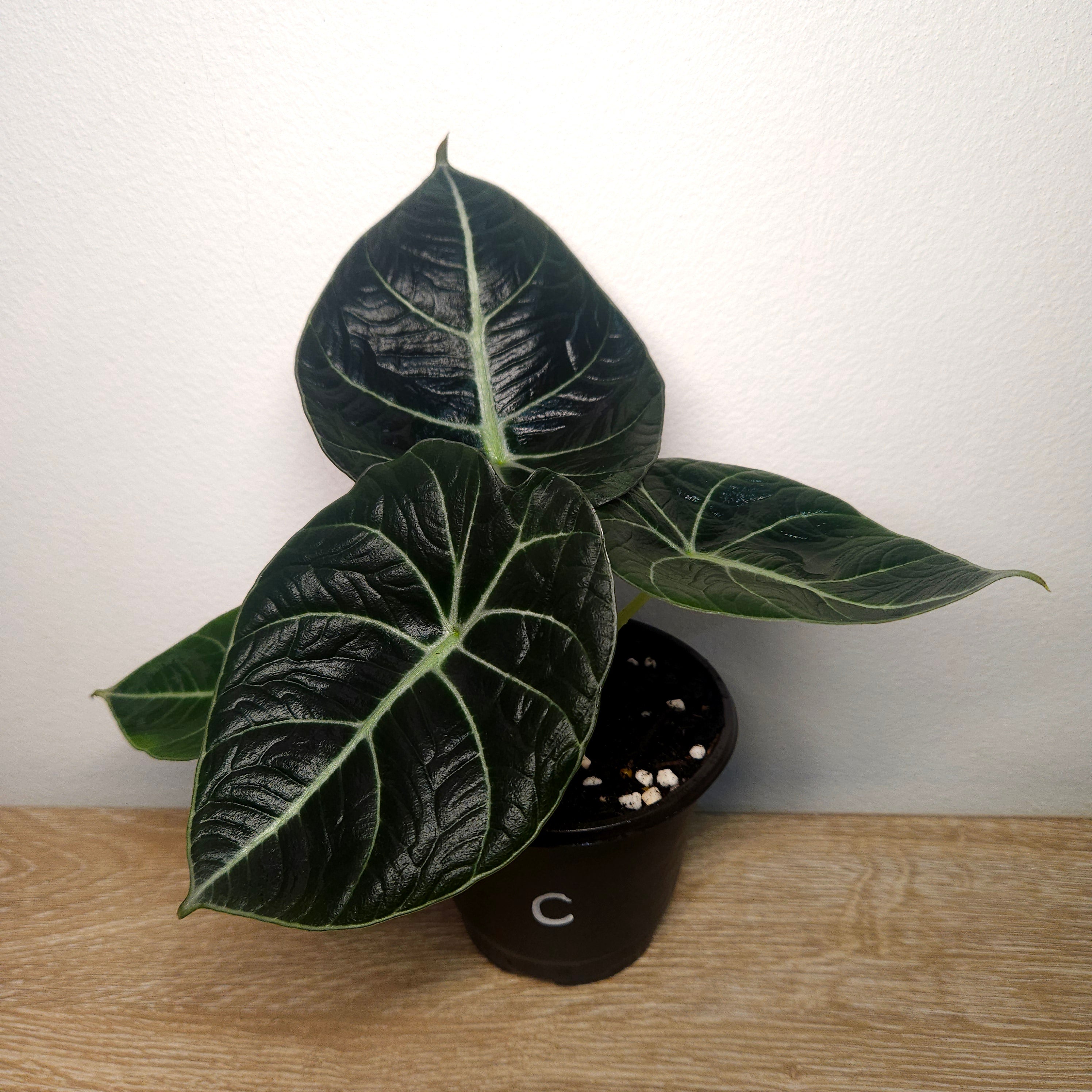 Alocasia Black Velvet – Dark Jewel Aroid Indoor Plant