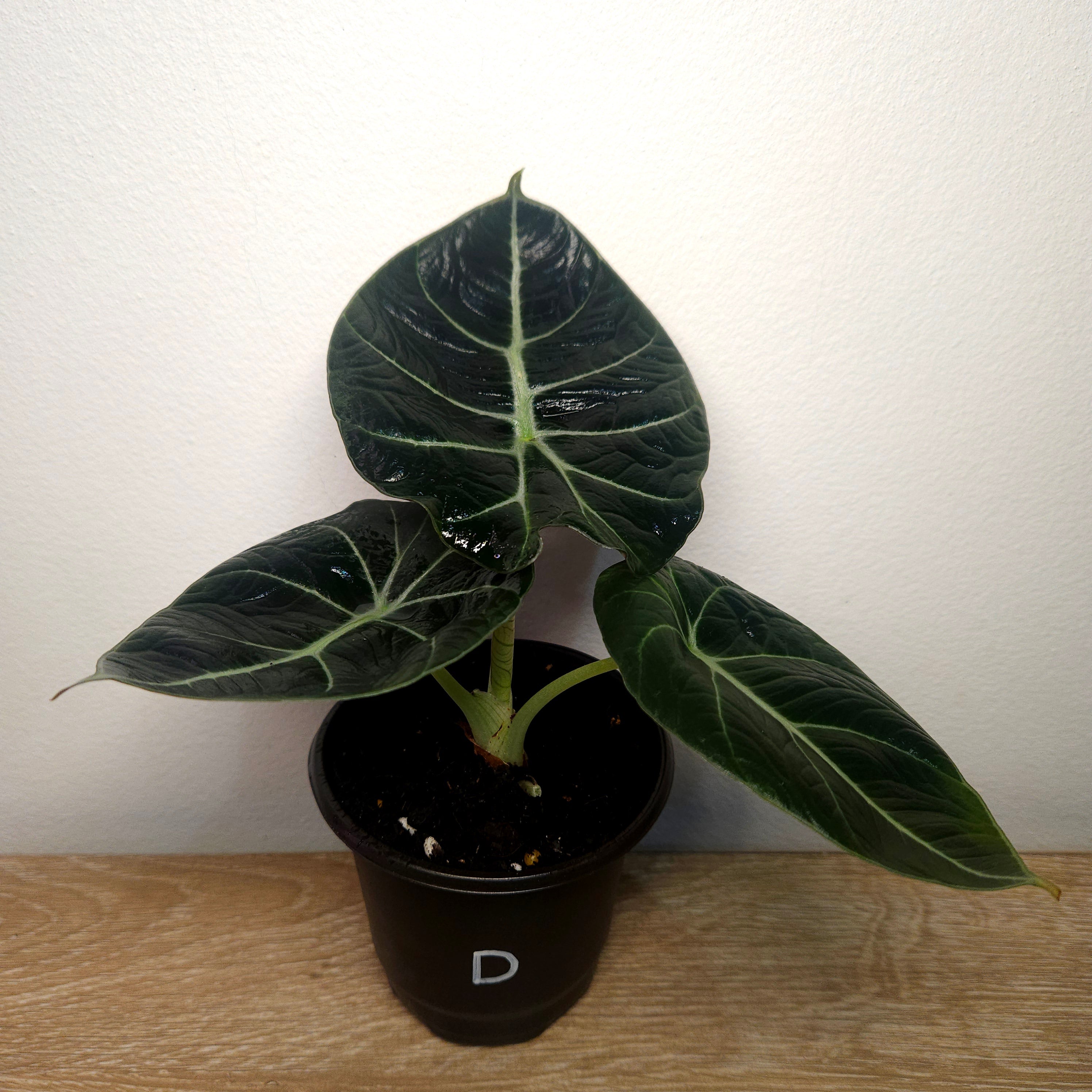 Alocasia Black Velvet – Dark Jewel Aroid Indoor Plant