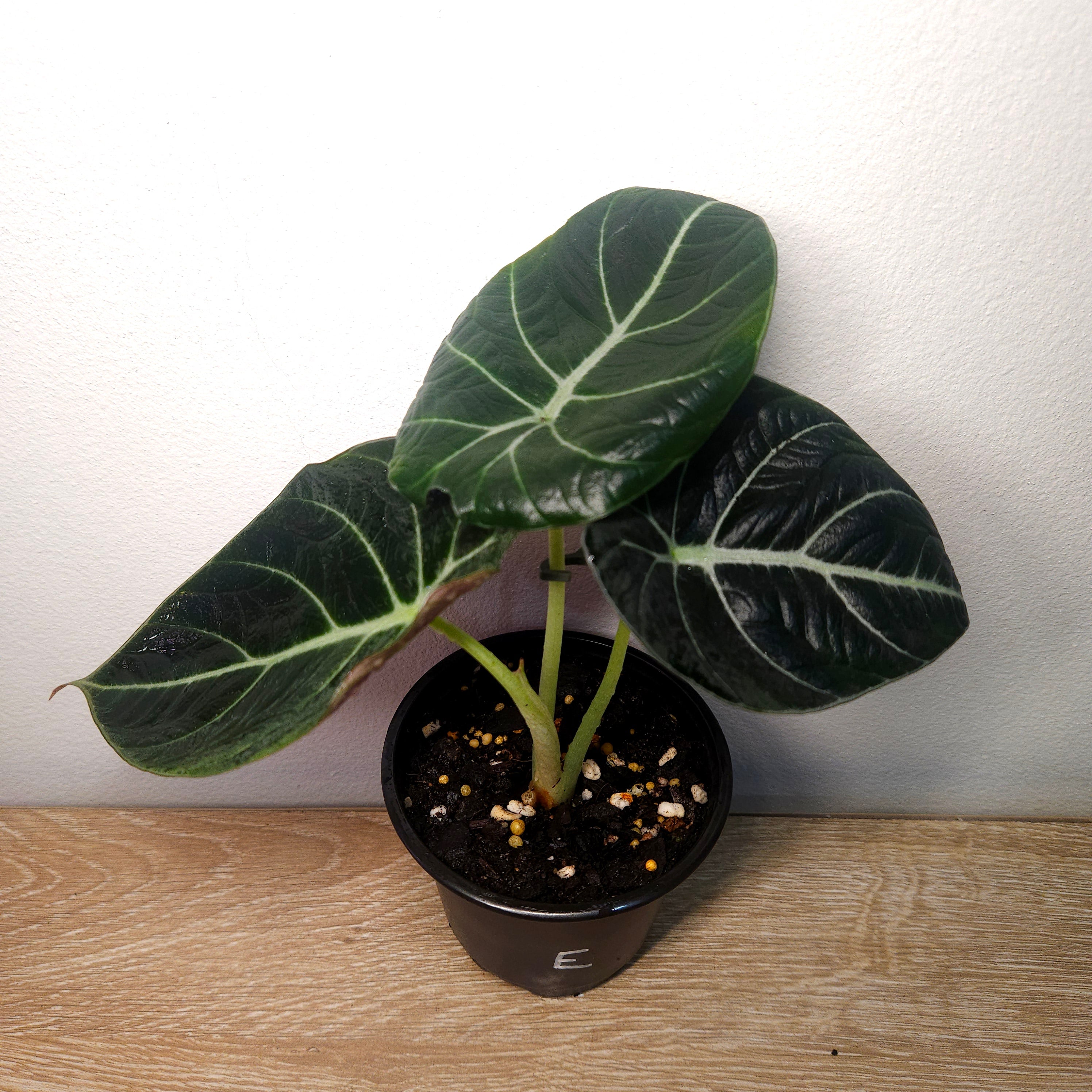 Alocasia Black Velvet – Dark Jewel Aroid Indoor Plant