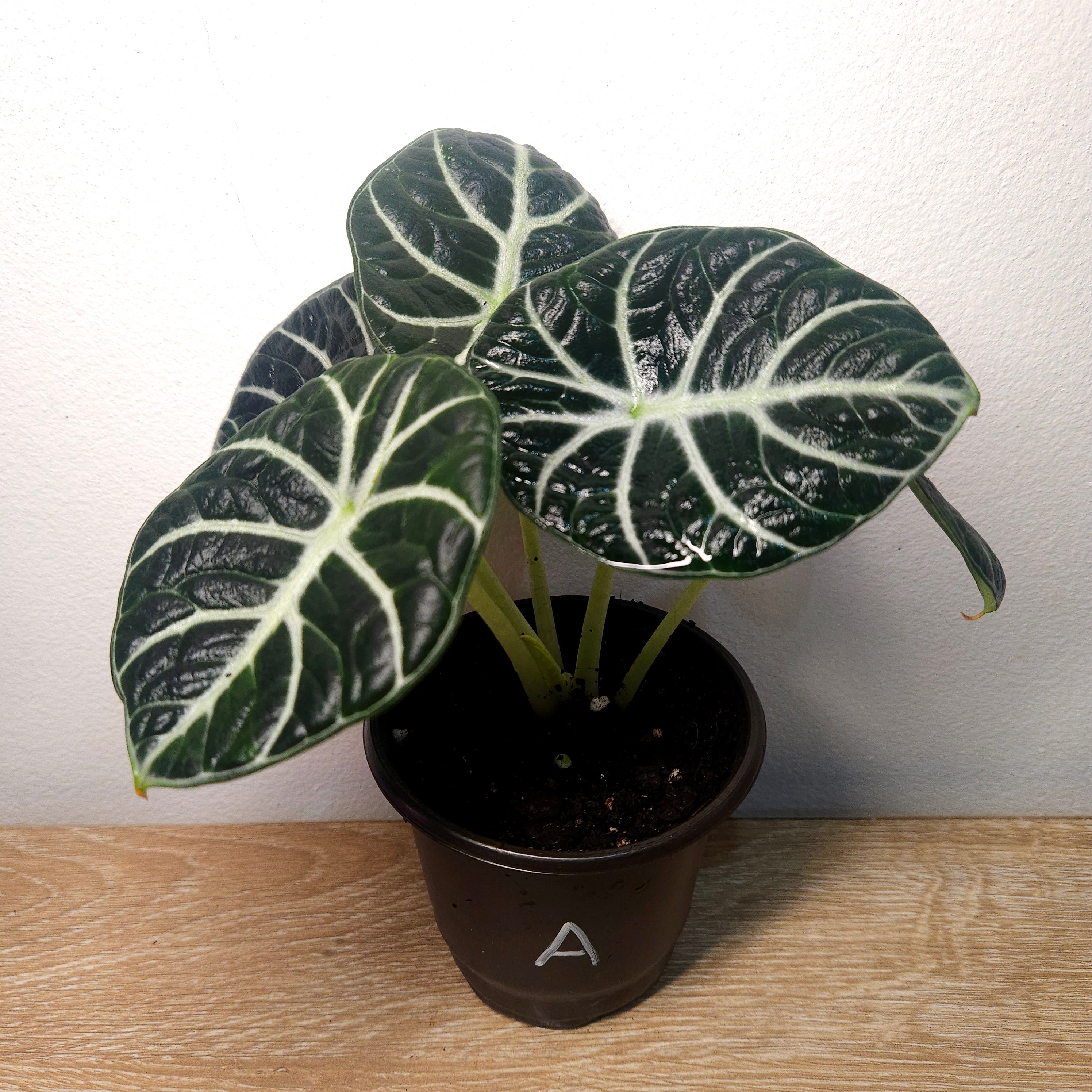 Alocasia Ninja – Compact Velvet Alocasia