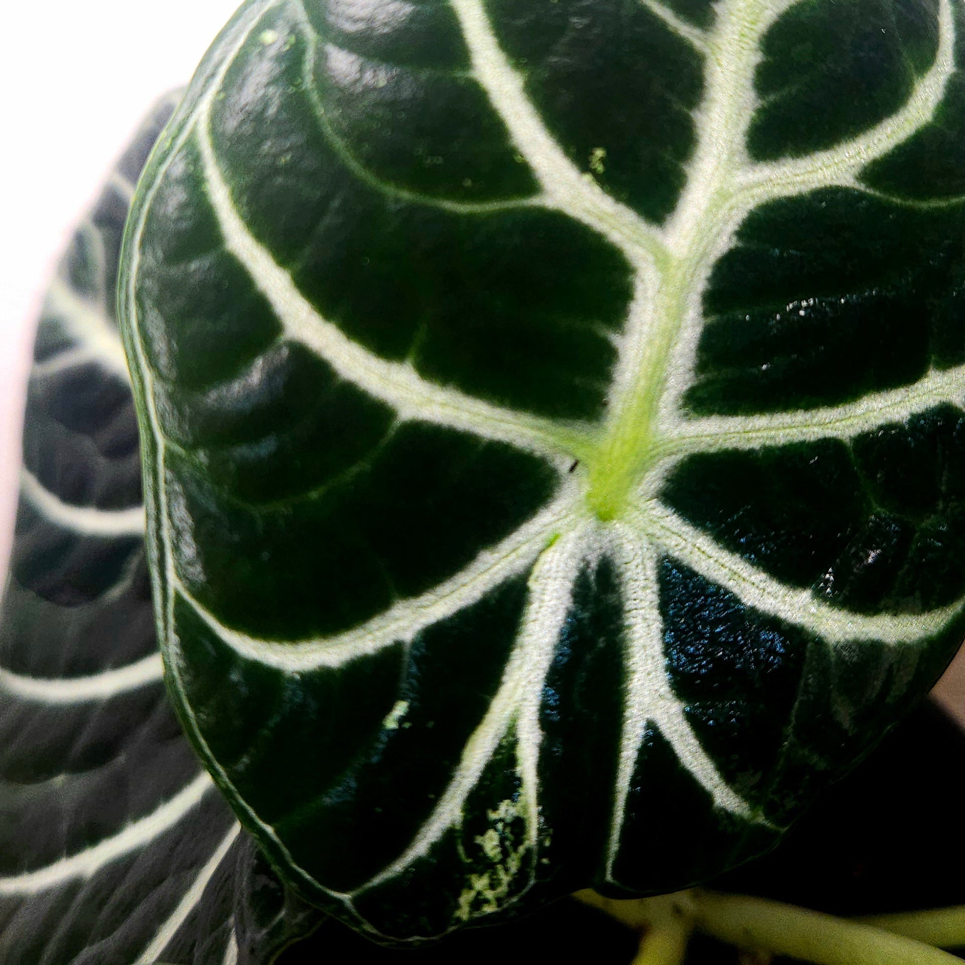Alocasia Ninja – Compact Velvet Alocasia