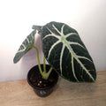 Alocasia Ninja – Compact Velvet Alocasia