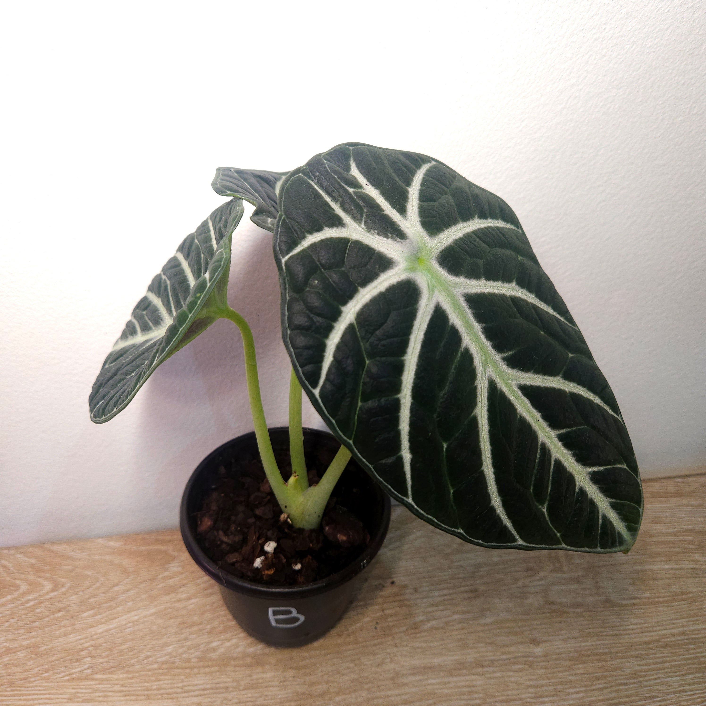 Alocasia Ninja – Compact Velvet Alocasia