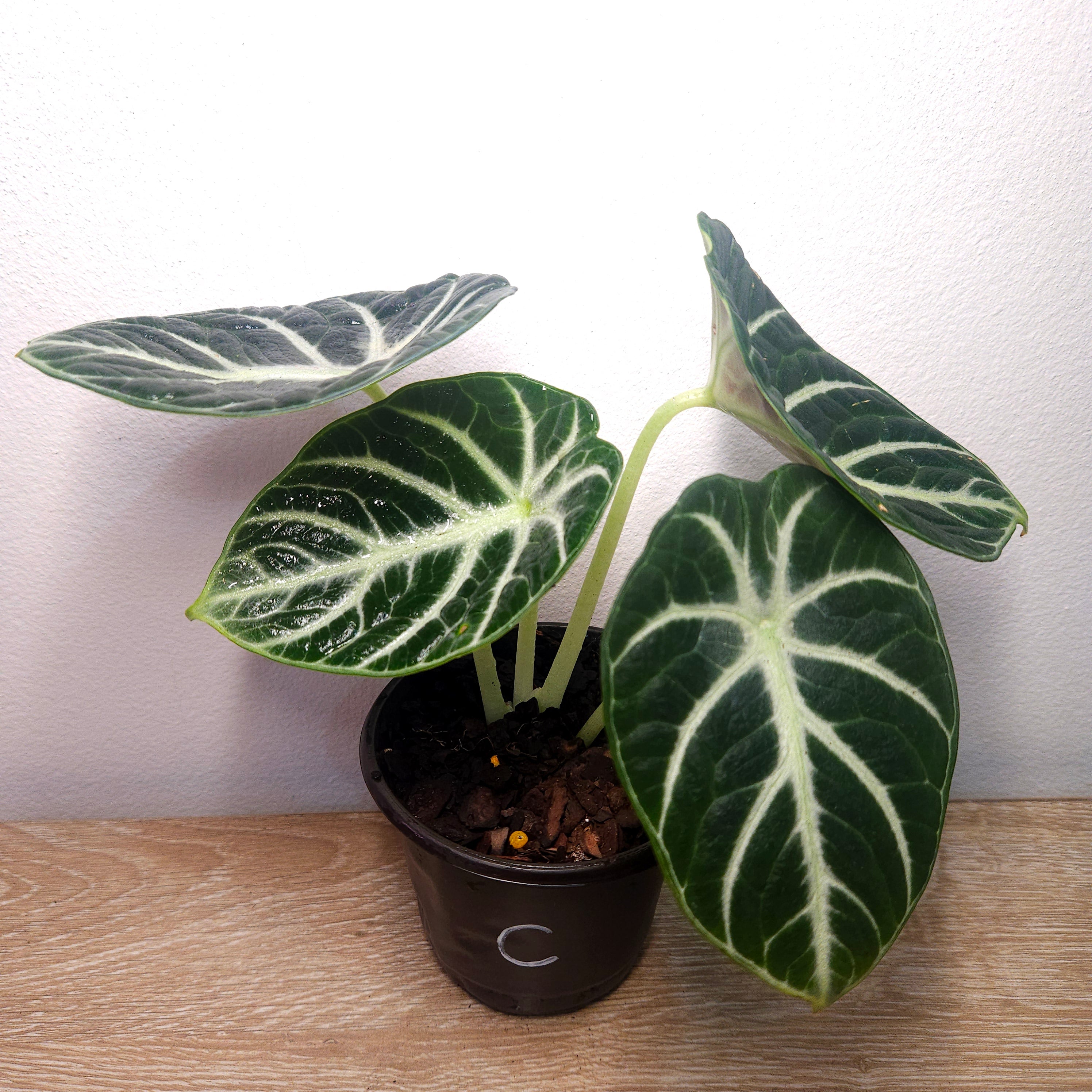Alocasia Ninja – Compact Velvet Alocasia