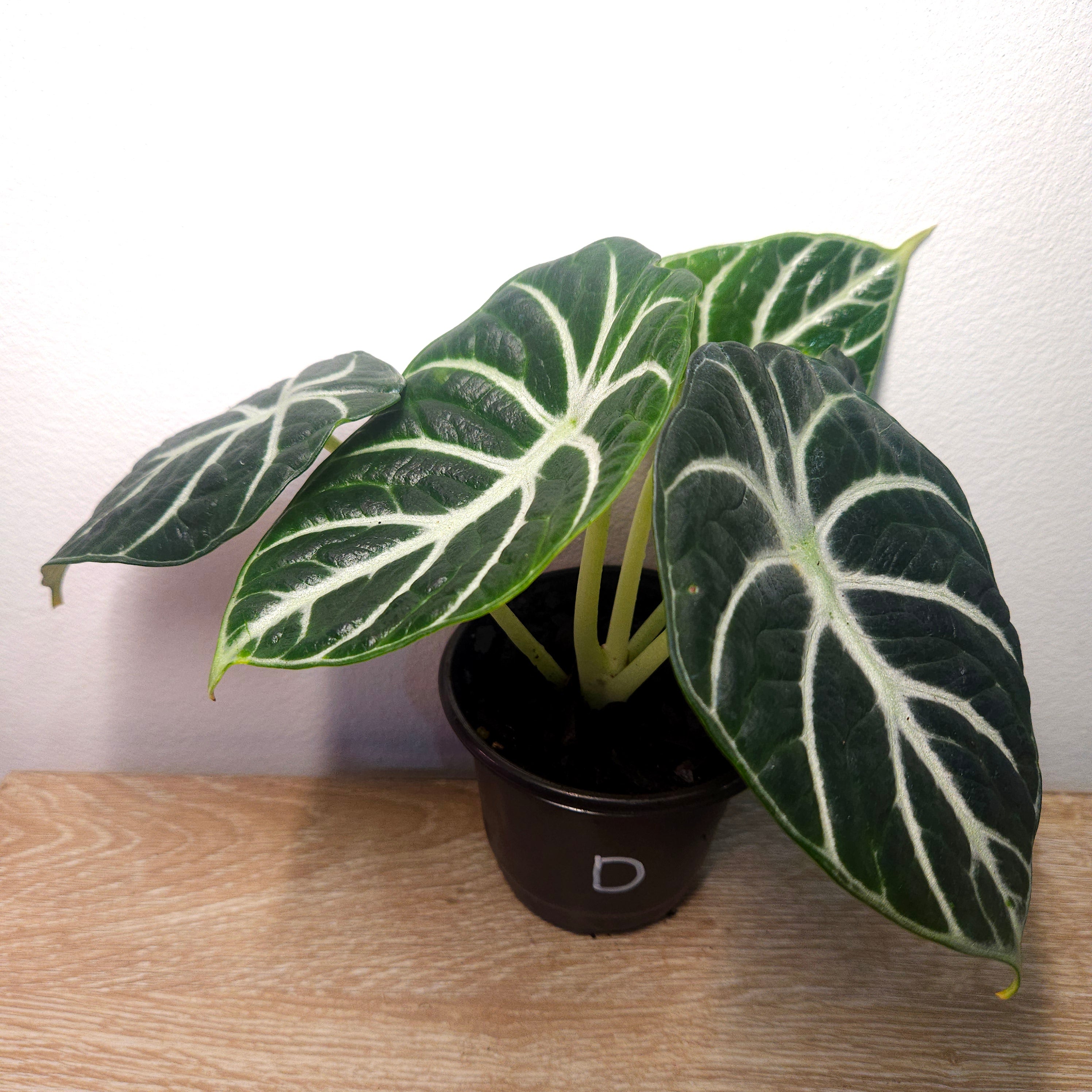 Alocasia Ninja – Compact Velvet Alocasia