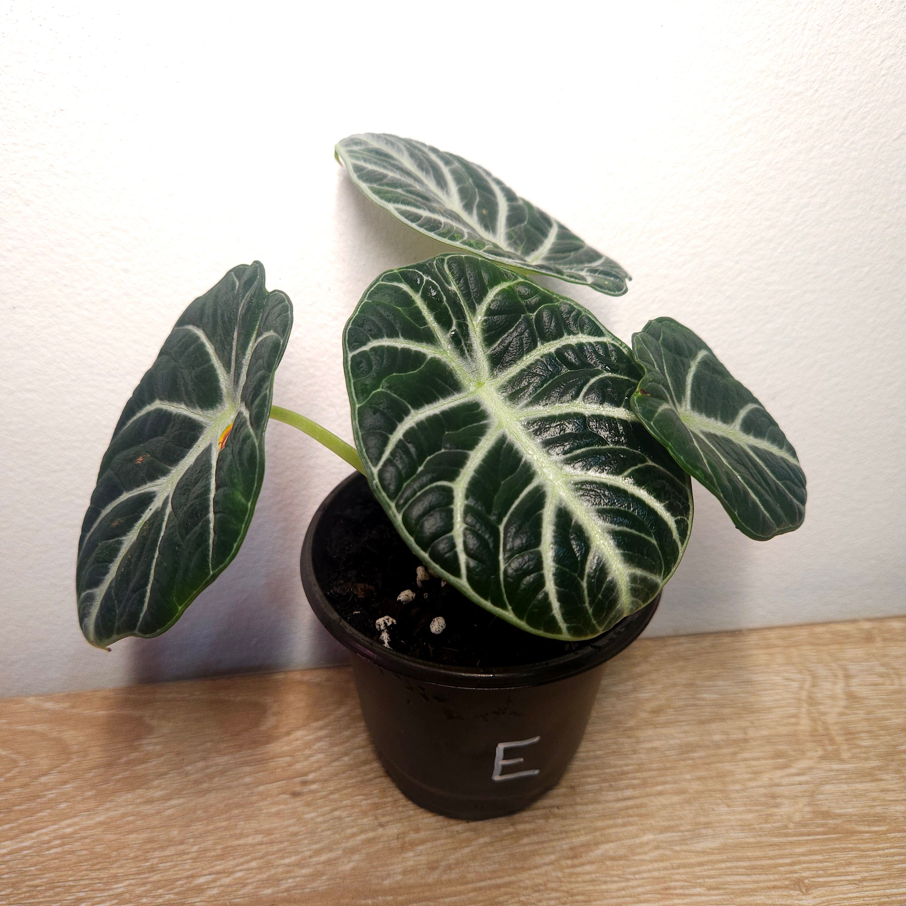 Alocasia Ninja – Compact Velvet Alocasia