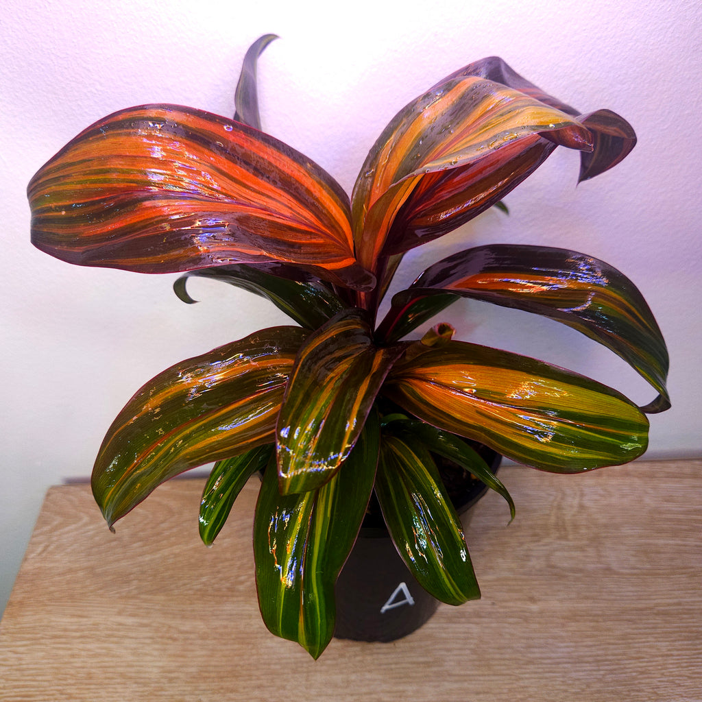 Cordyline fruticosa ‘Rainbow Red’ – Colourful Tropical Foliage Plant
