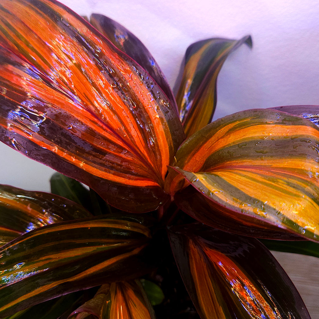 Cordyline fruticosa ‘Rainbow Red’ – Colourful Tropical Foliage Plant
