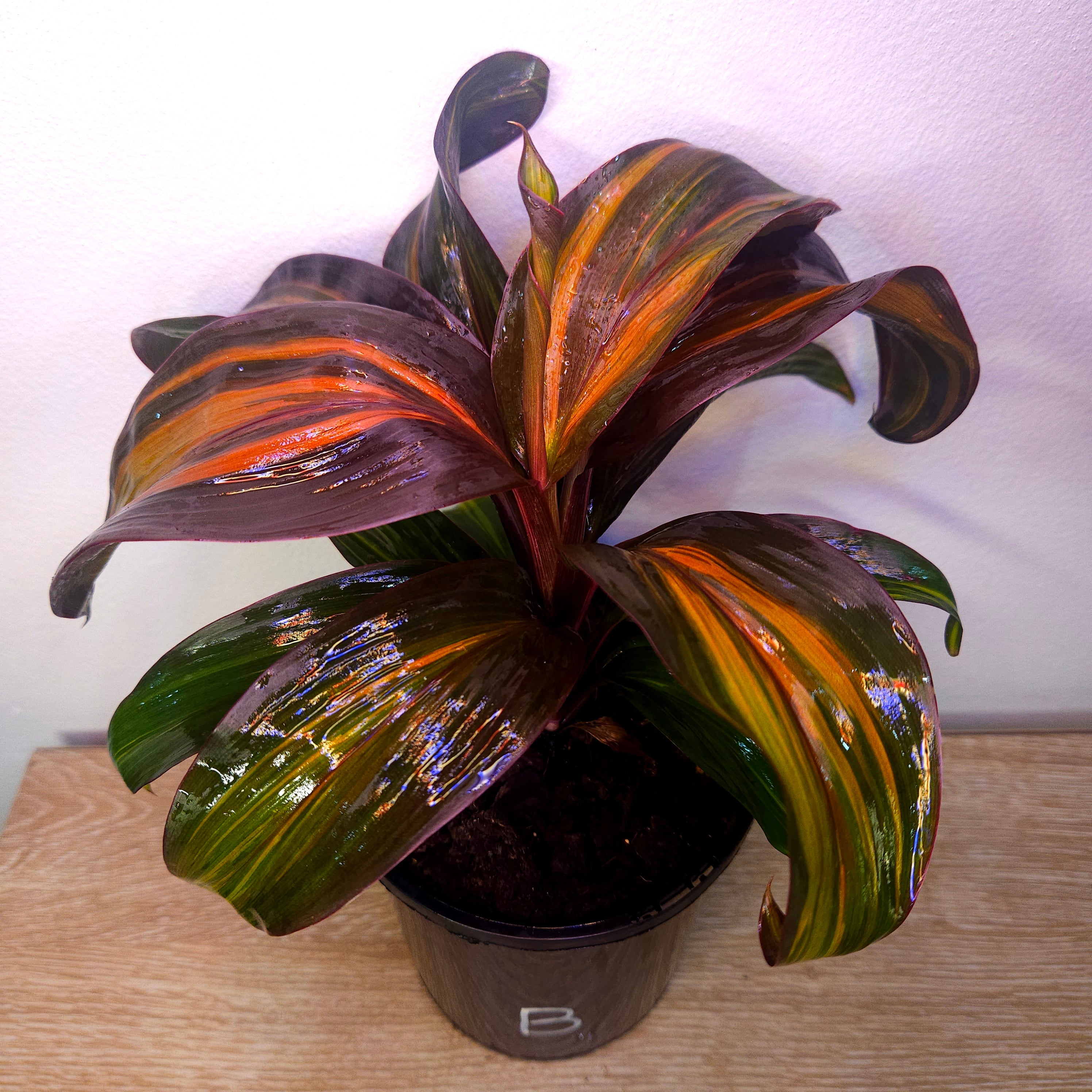 Cordyline fruticosa ‘Rainbow Red’ – Colourful Tropical Foliage Plant