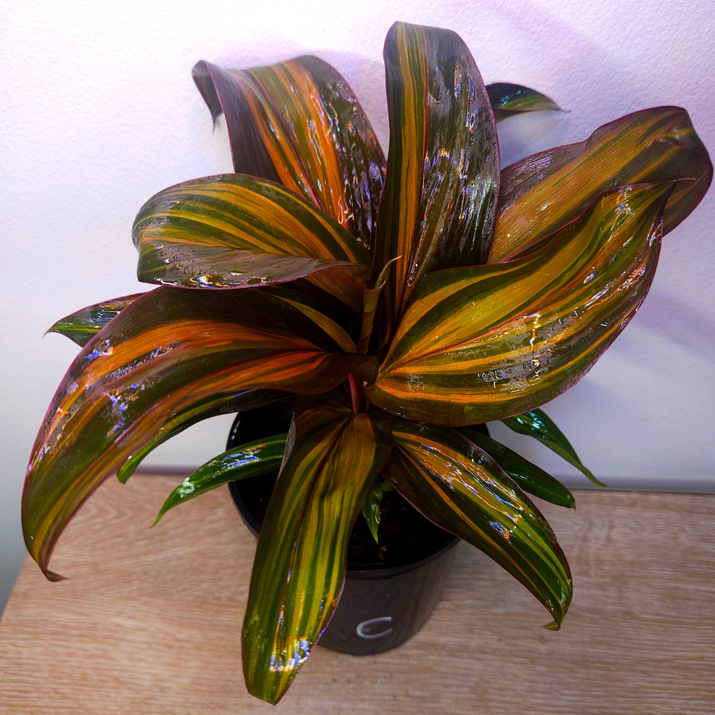 Cordyline fruticosa ‘Rainbow Red’ – Colourful Tropical Foliage Plant