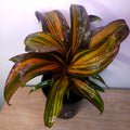 Cordyline fruticosa ‘Rainbow Red’ – Colourful Tropical Foliage Plant
