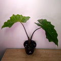 Alocasia 'Not So low' Low Riders