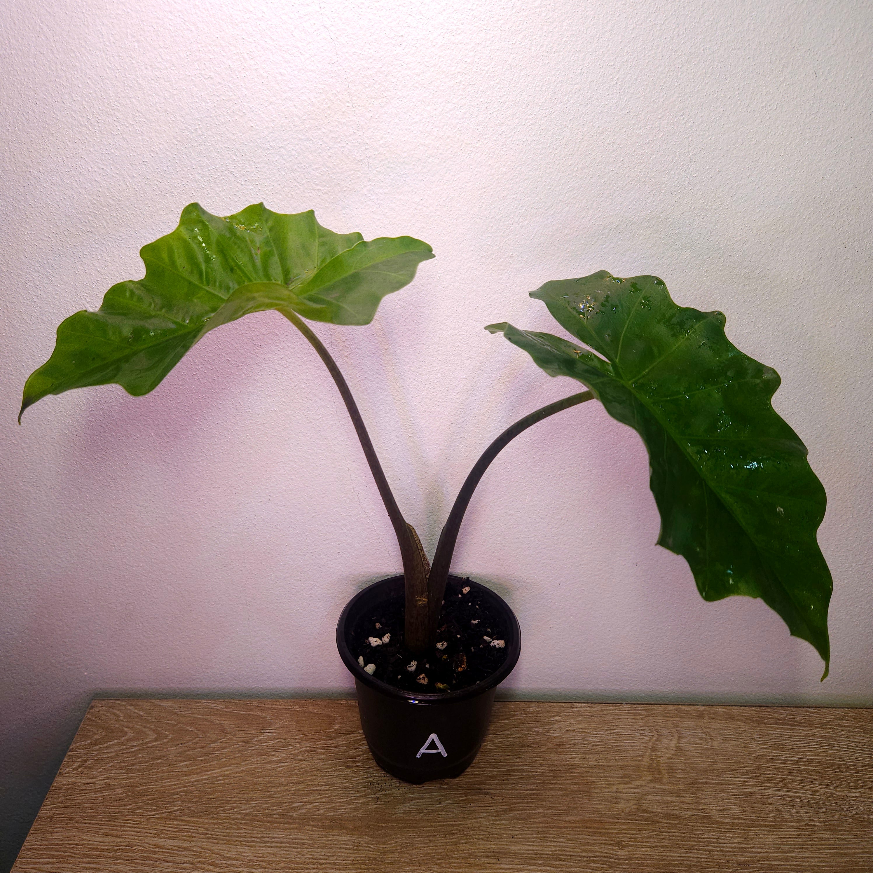 Alocasia 'Not So low' Low Riders