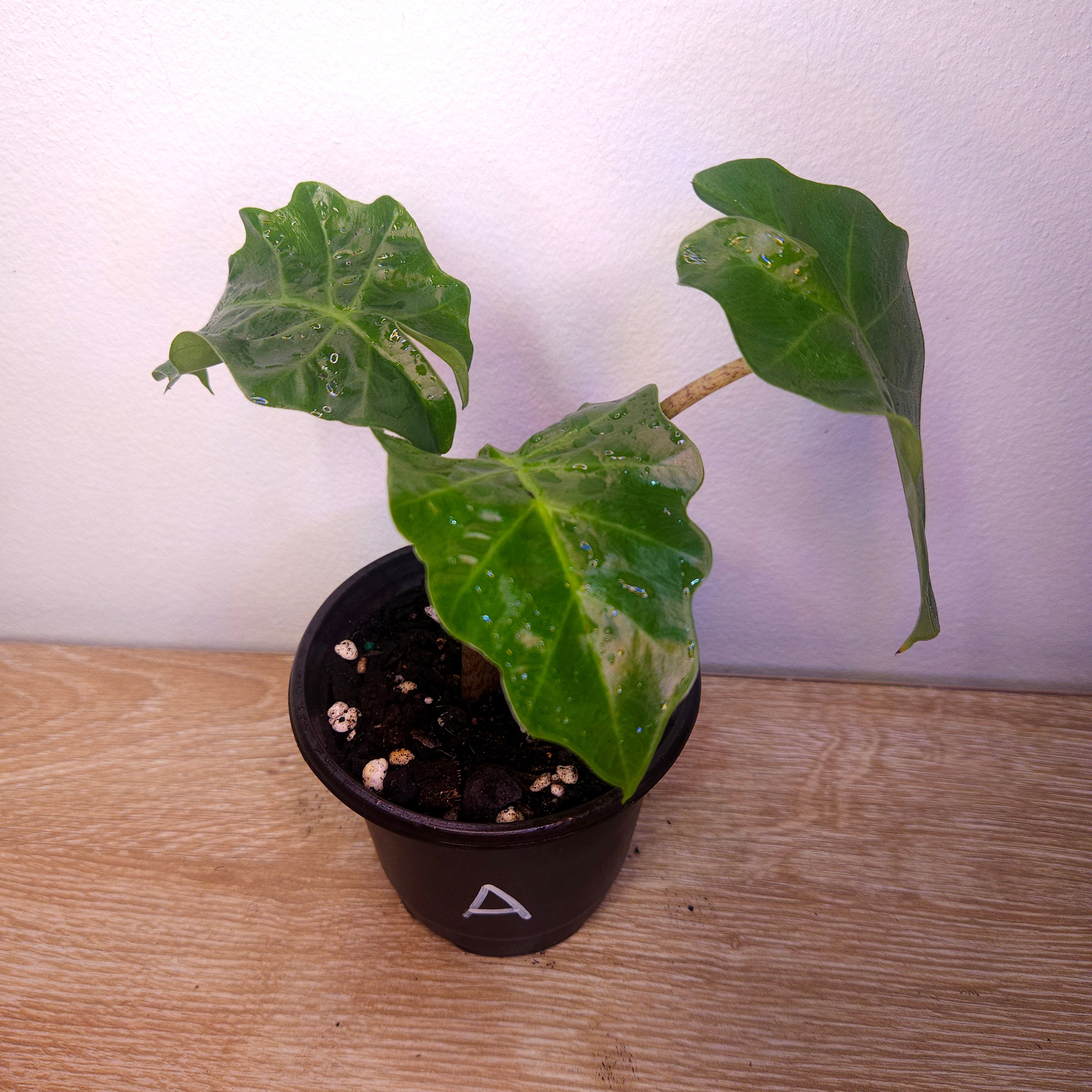 Alocasia Low Rider – Compact Elephant Ear Indoor Plant