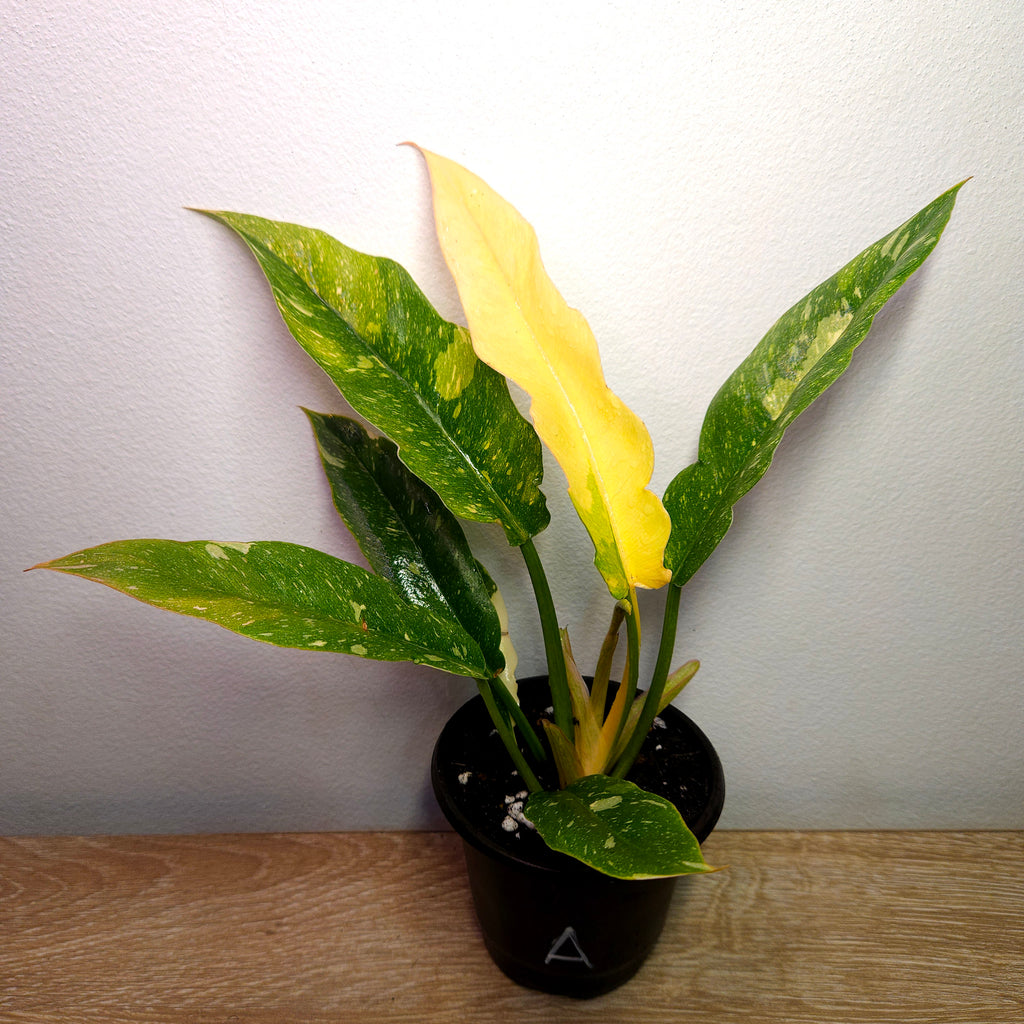 Philodendron Ring Of Fire