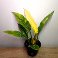 Philodendron Ring Of Fire