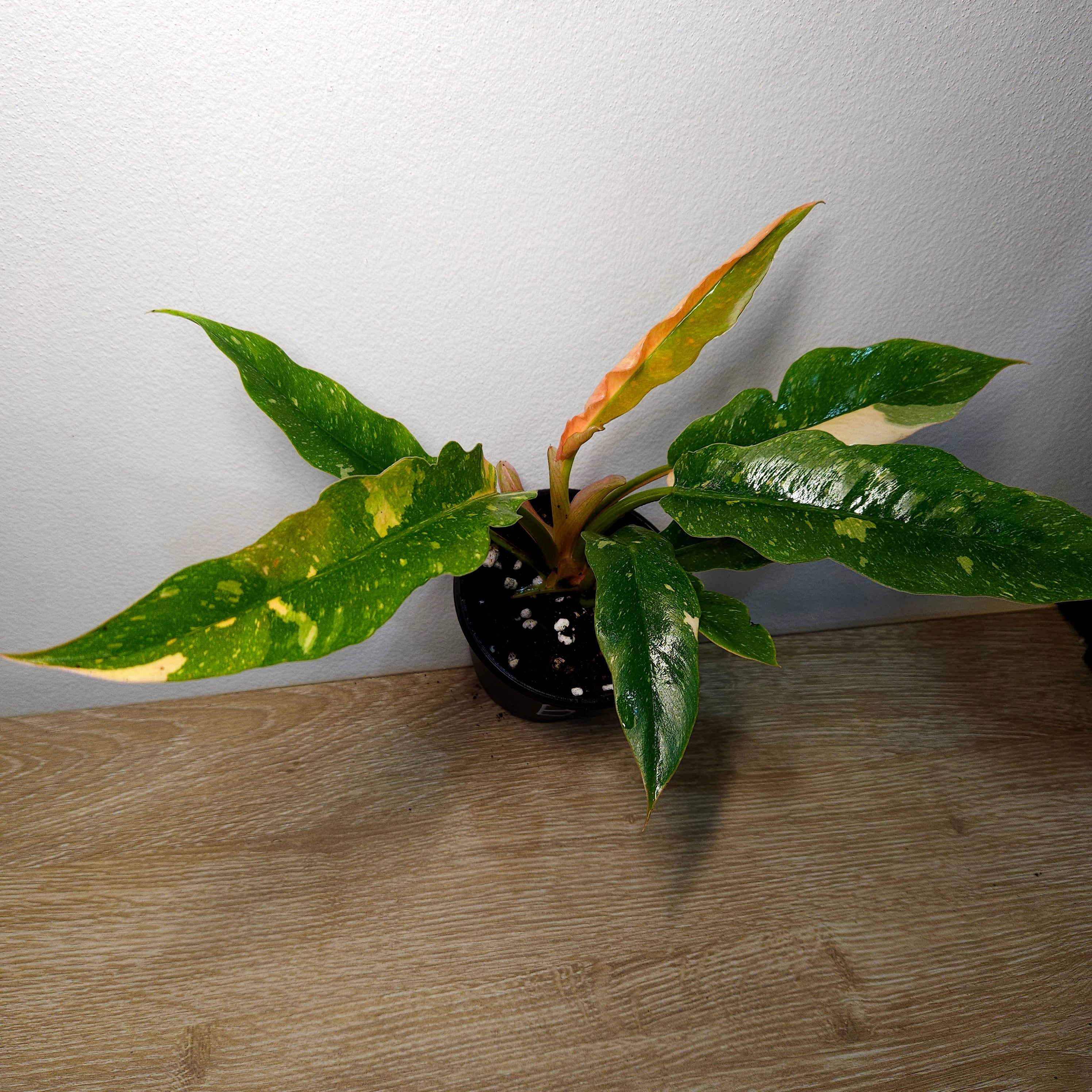 Philodendron Ring Of Fire| serrated leaf
