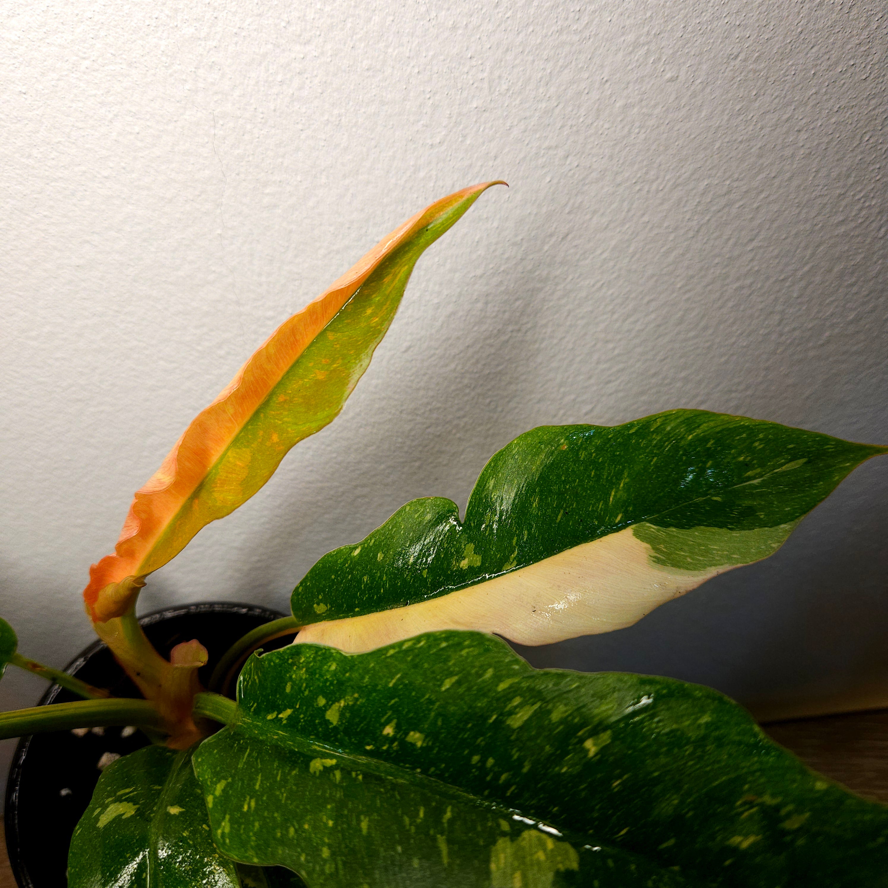 Philodendron Ring Of Fire