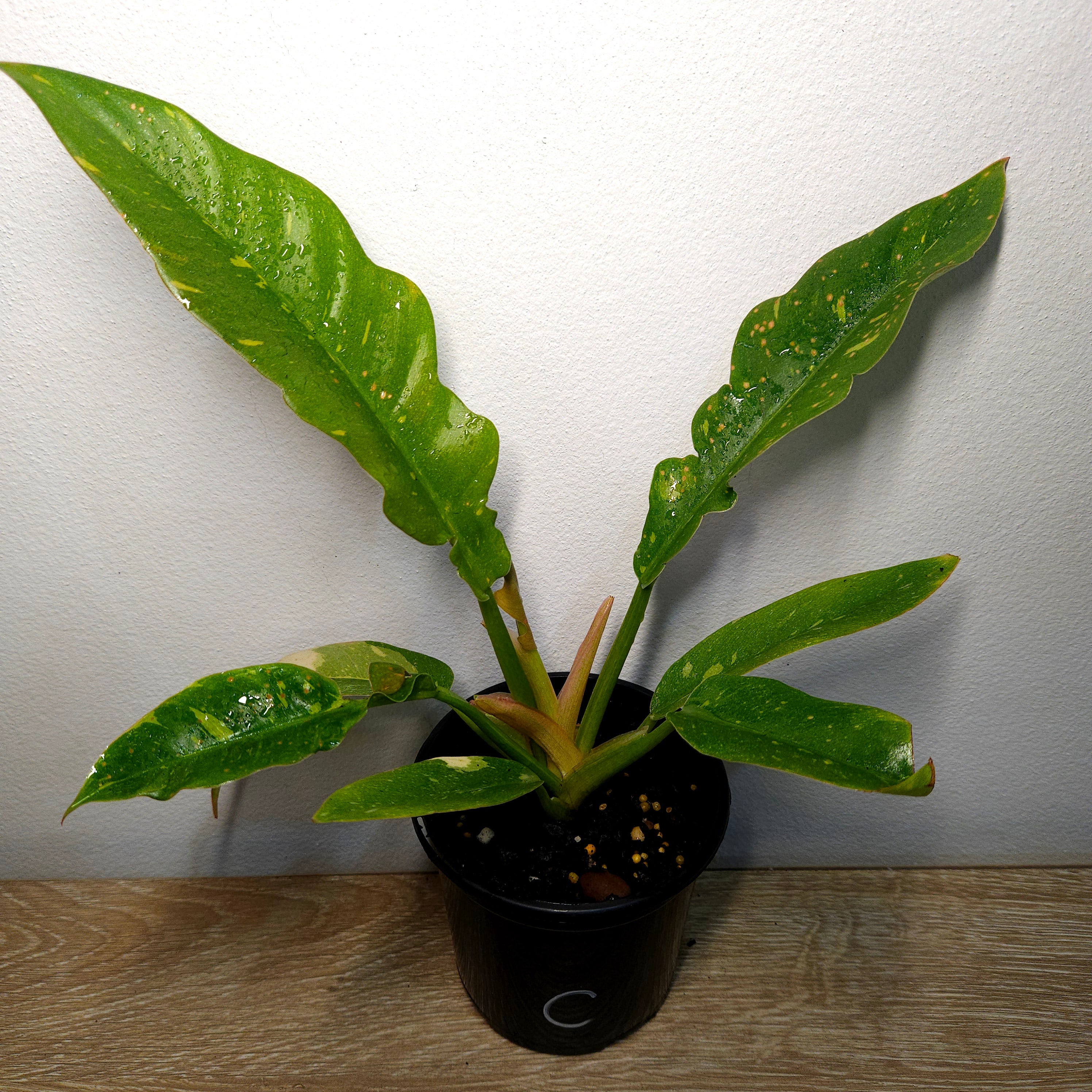Philodendron Ring Of Fire| serrated leaf