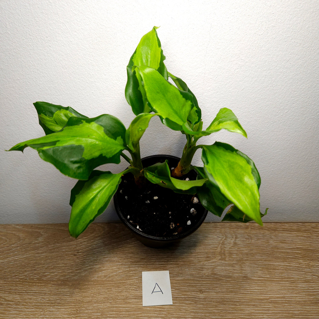 Aglaonema modestum ‘Medio Pictum’ – Rare Variegated Chinese Evergreen