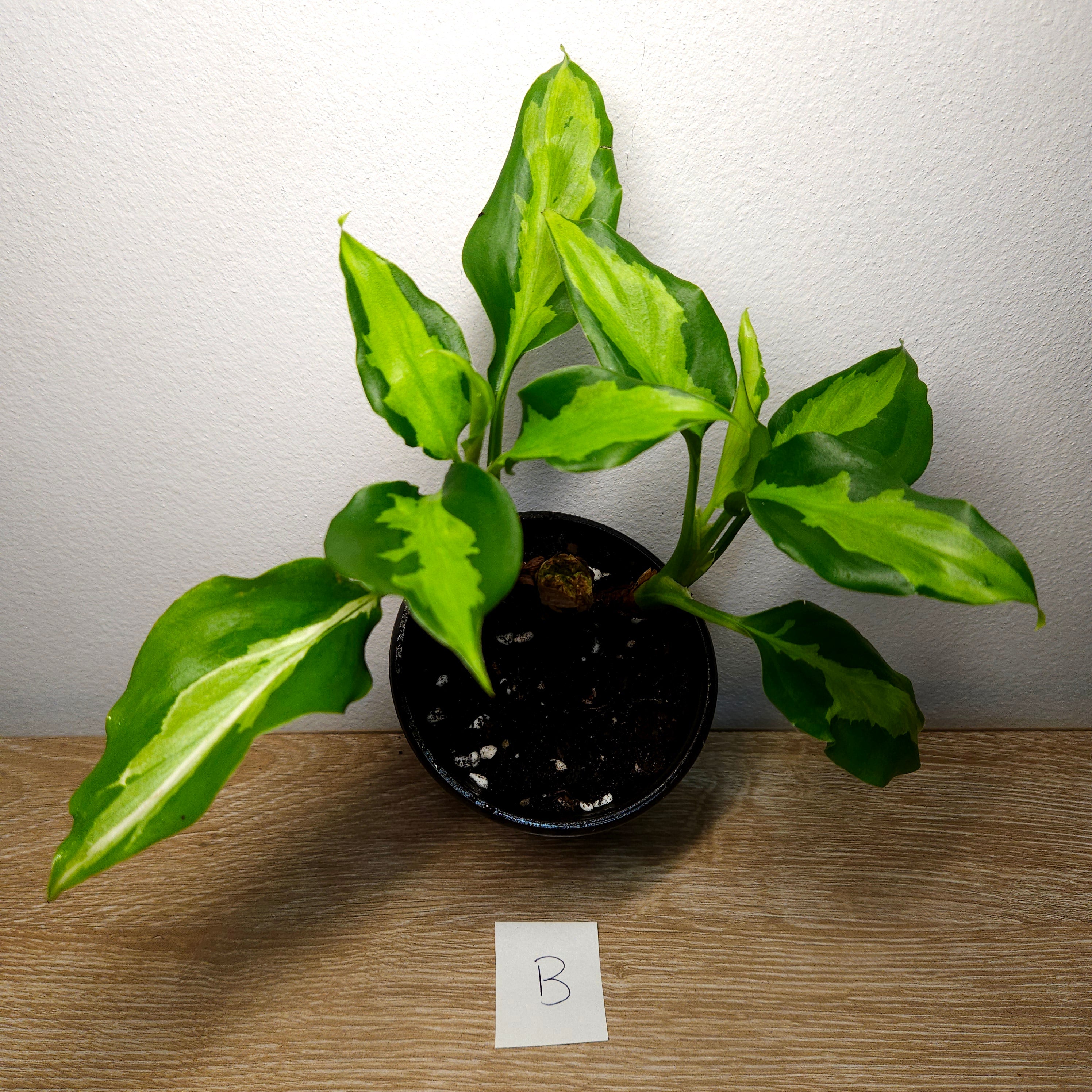 Aglaonema modestum medio pictum 'Shingii