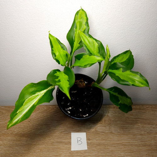 Aglaonema modestum medio pictum 'Shingii