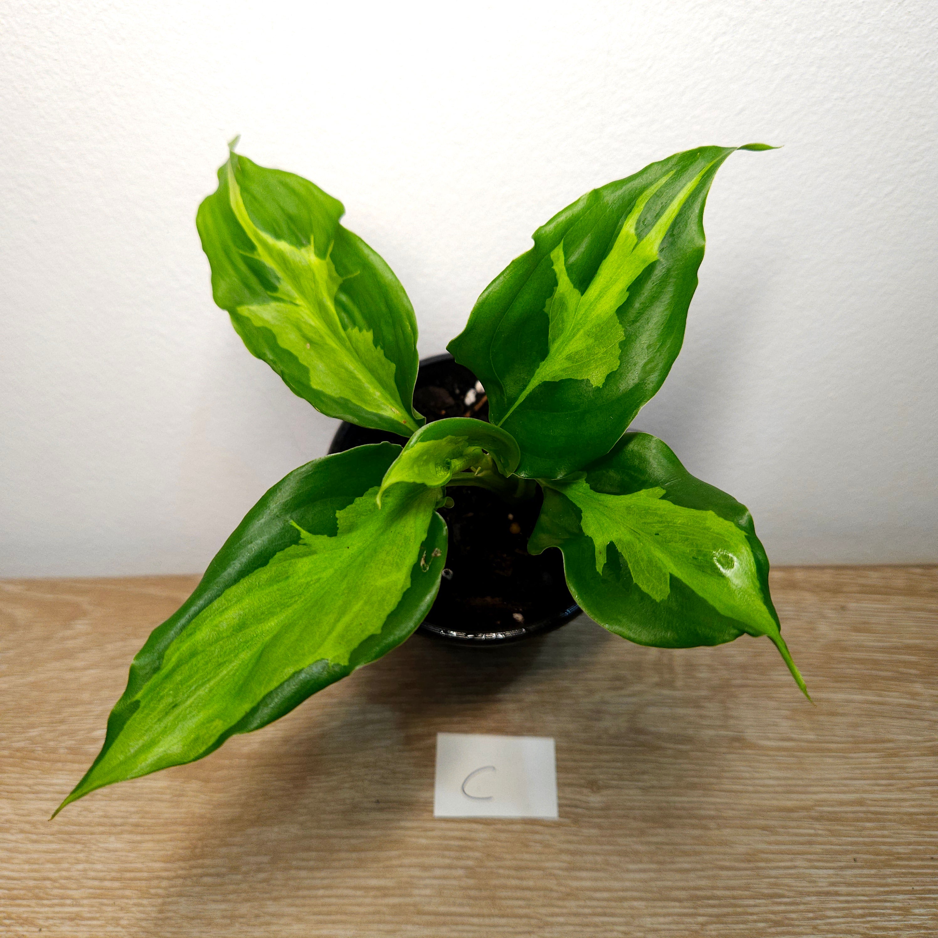 Aglaonema modestum medio pictum 'Shingii