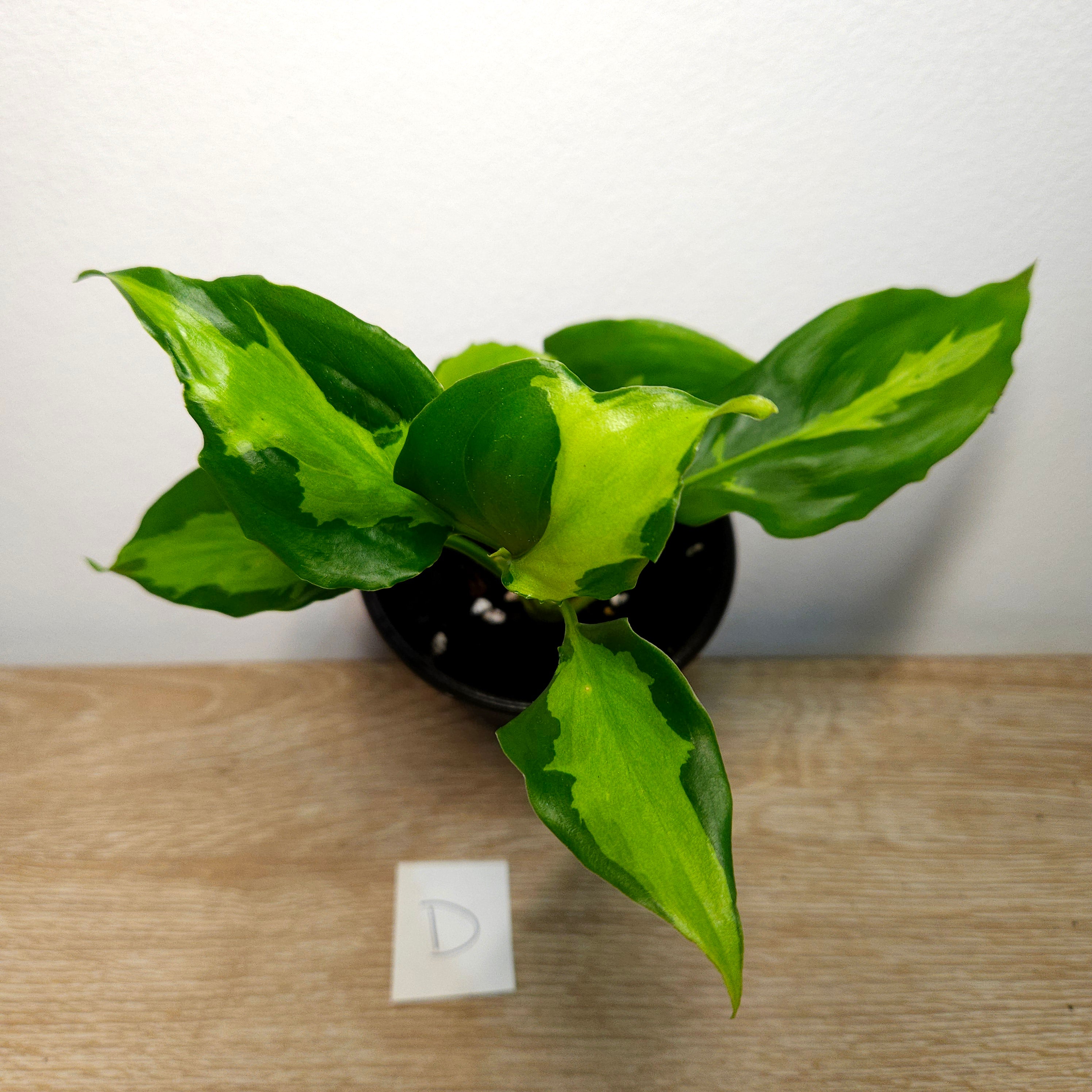 Aglaonema modestum medio pictum 'Shingii
