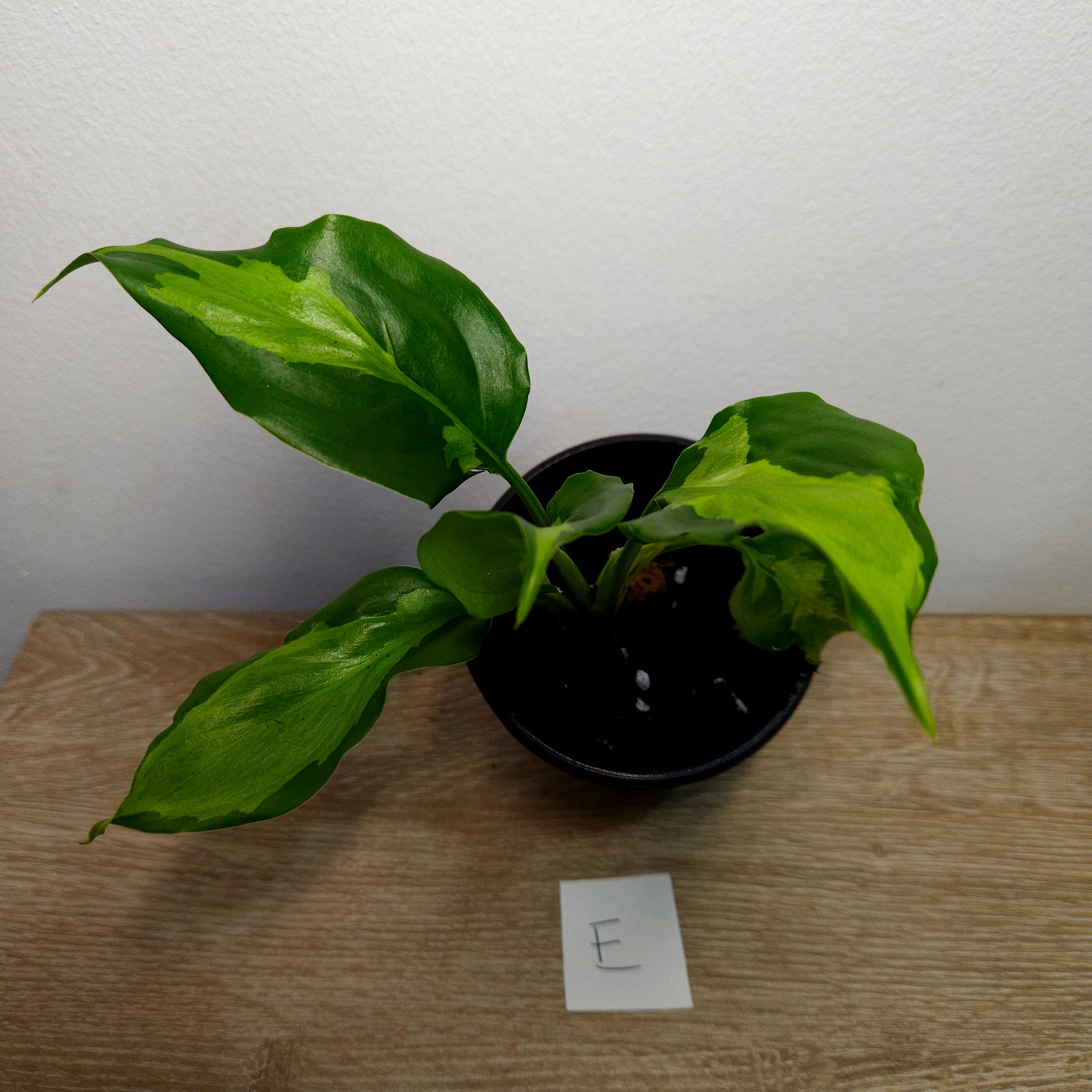Aglaonema modestum medio pictum 'Shingii
