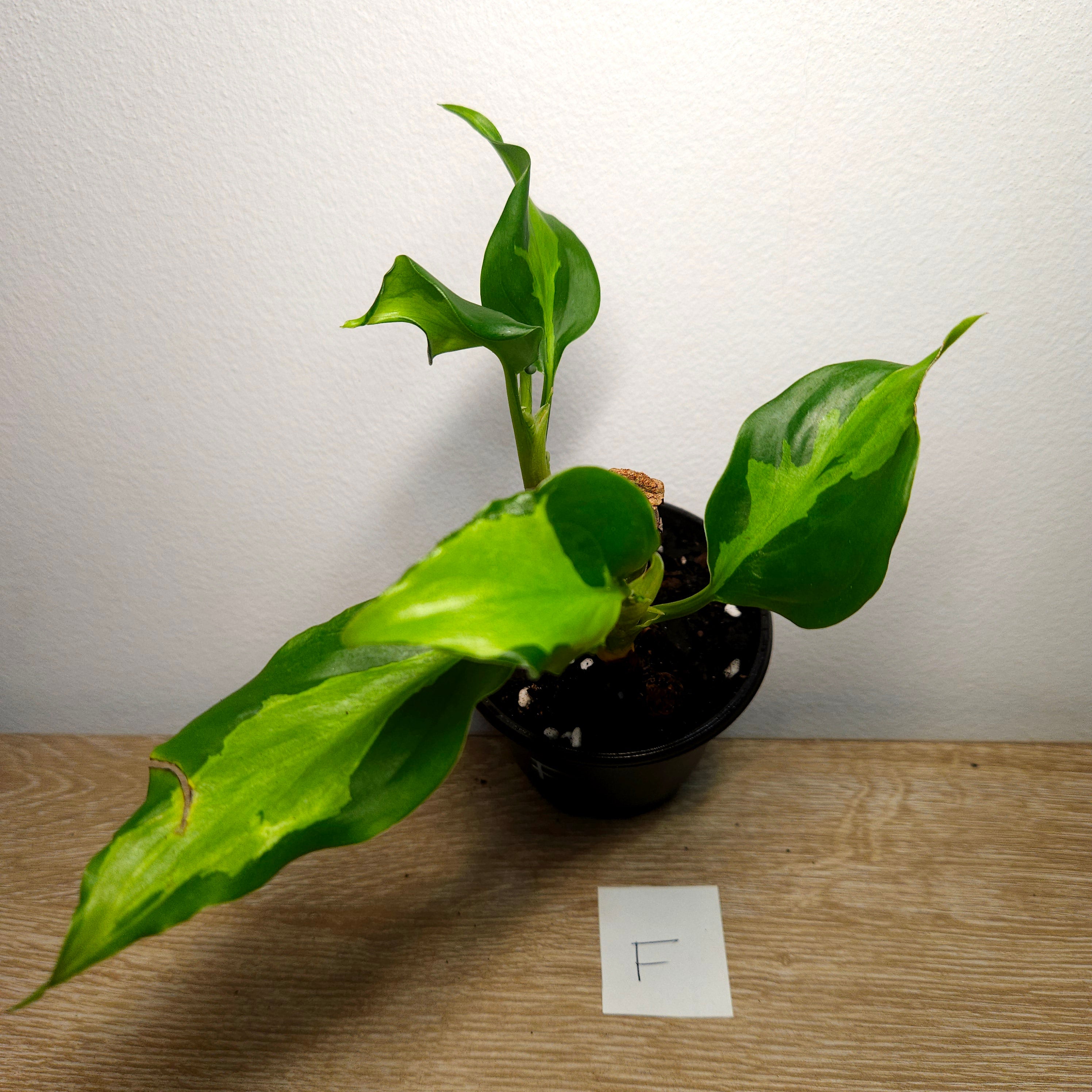 Aglaonema modestum medio pictum 'Shingii