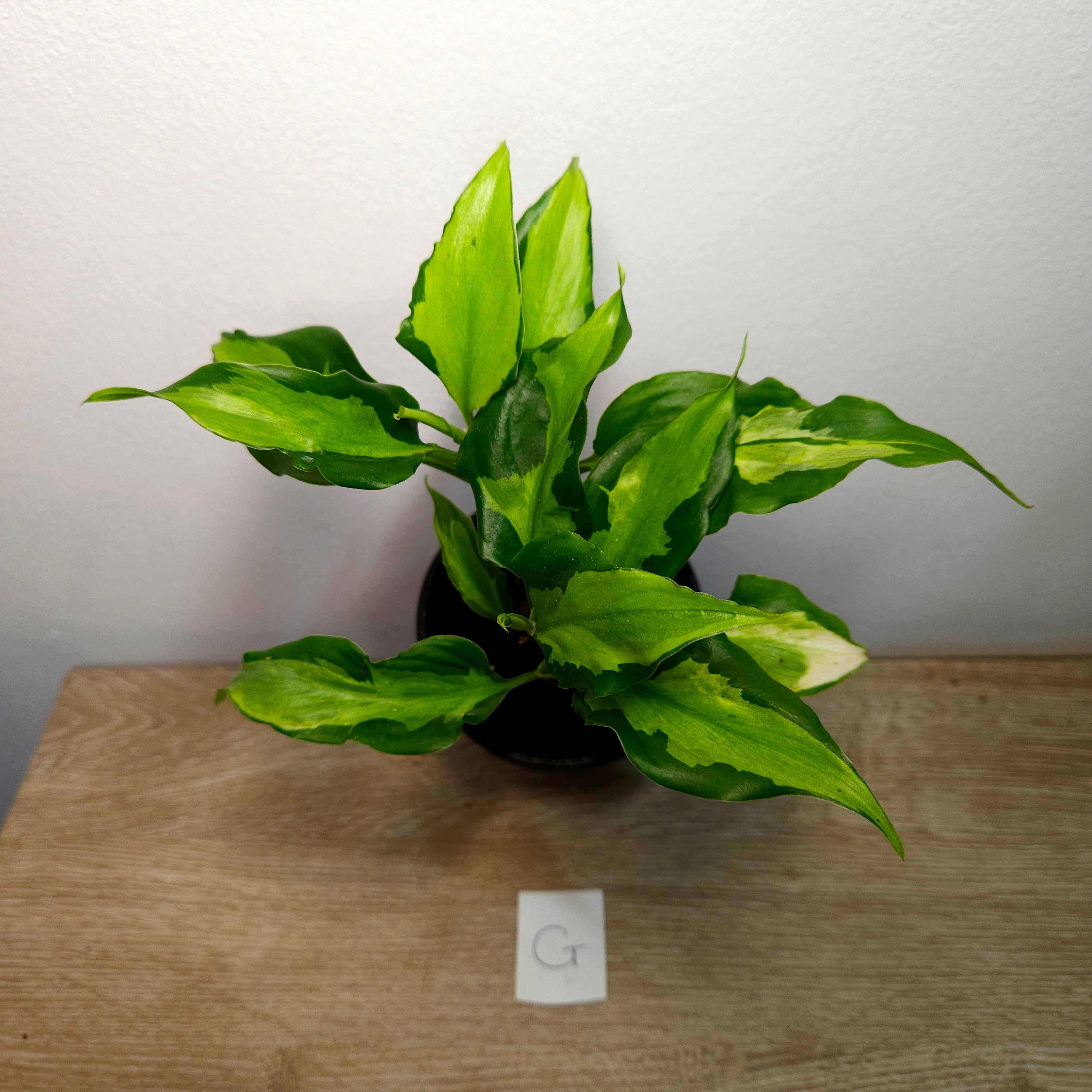 Aglaonema modestum medio pictum 'Shingii