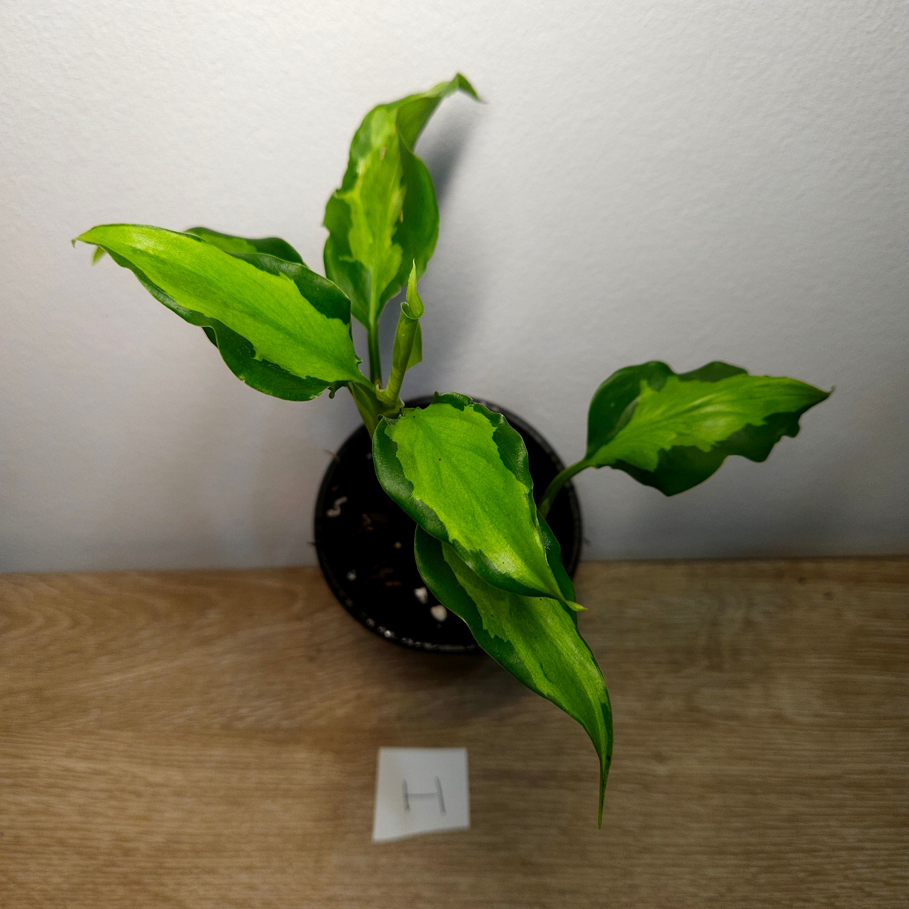 Aglaonema modestum medio pictum 'Shingii