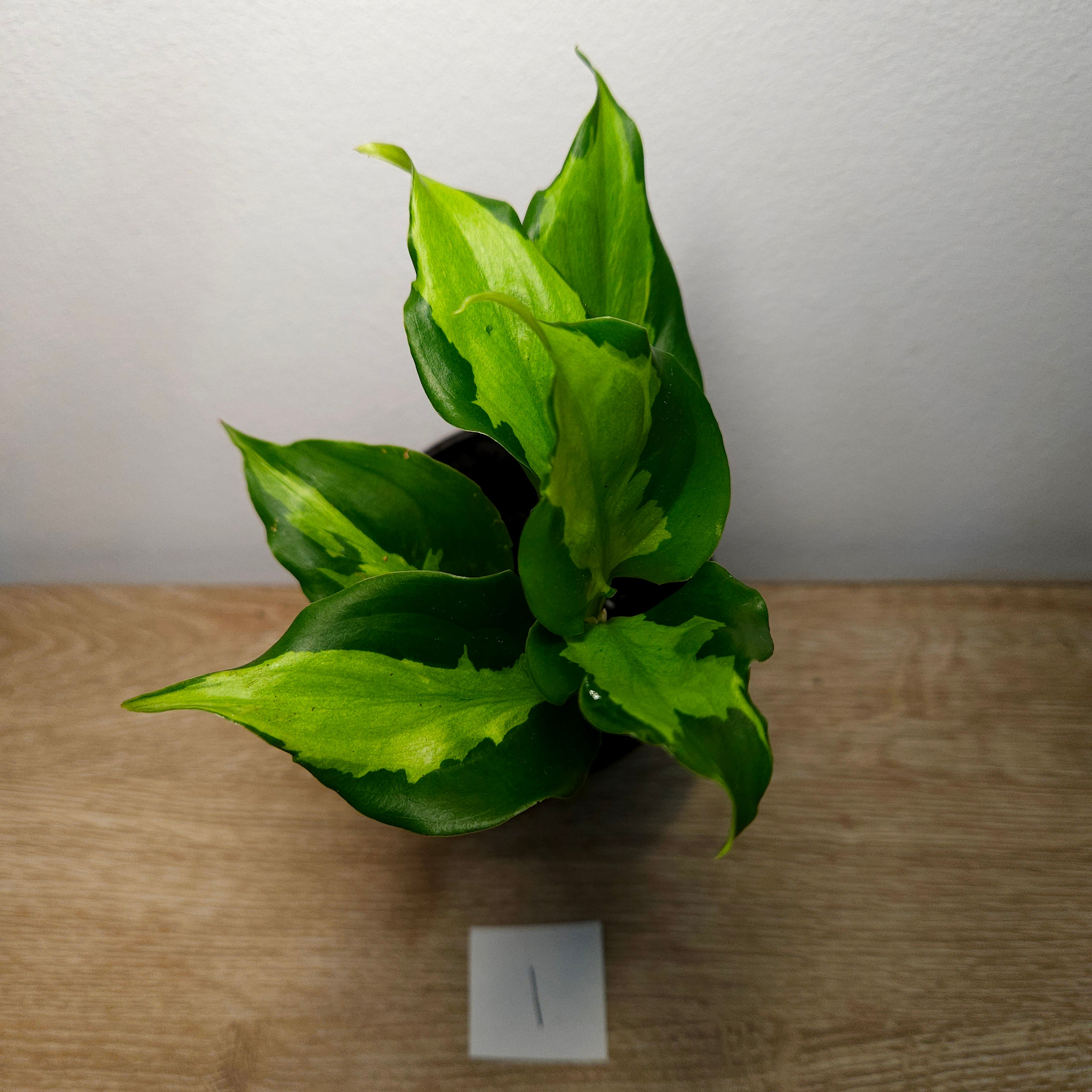 Aglaonema modestum medio pictum 'Shingii
