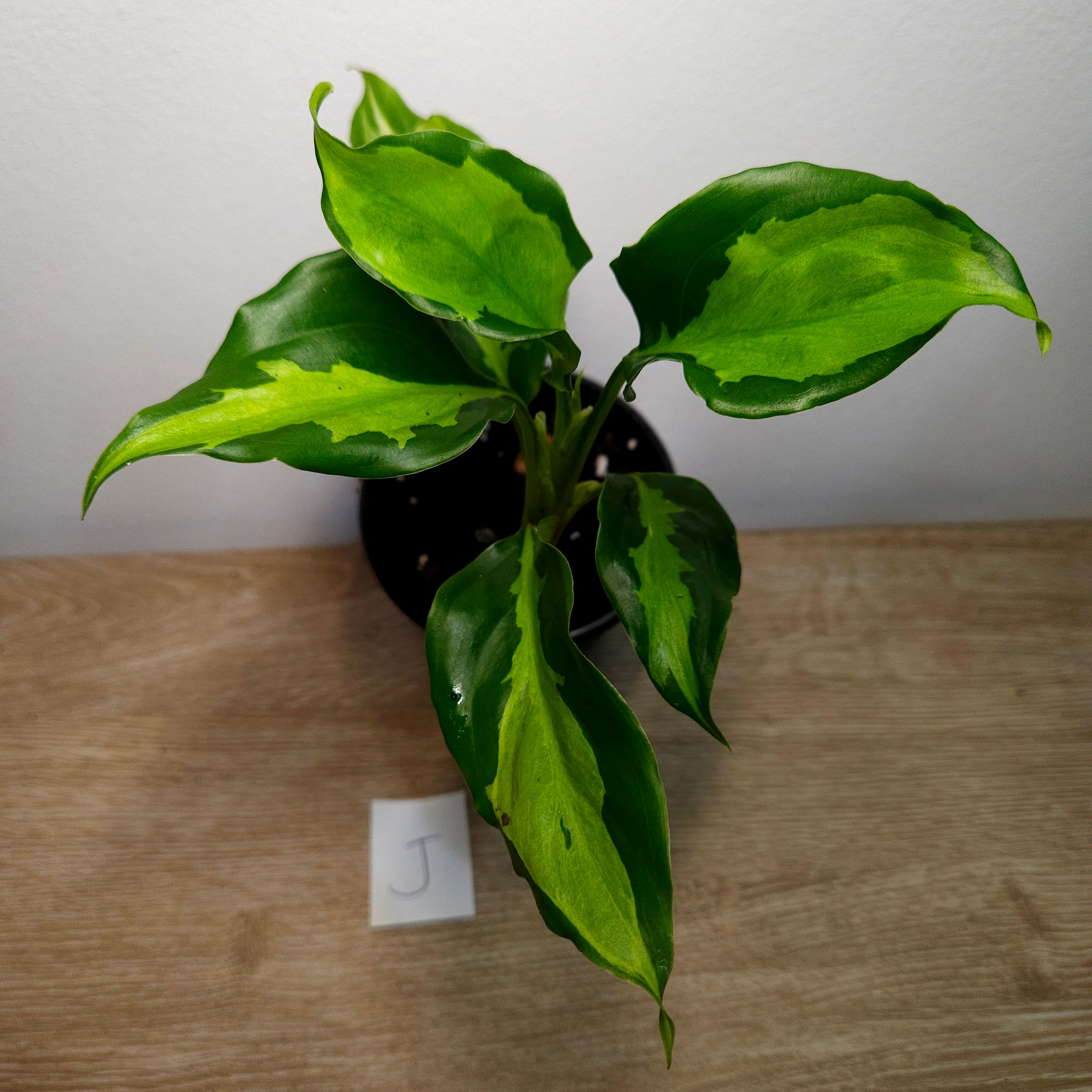 Aglaonema modestum medio pictum 'Shingii
