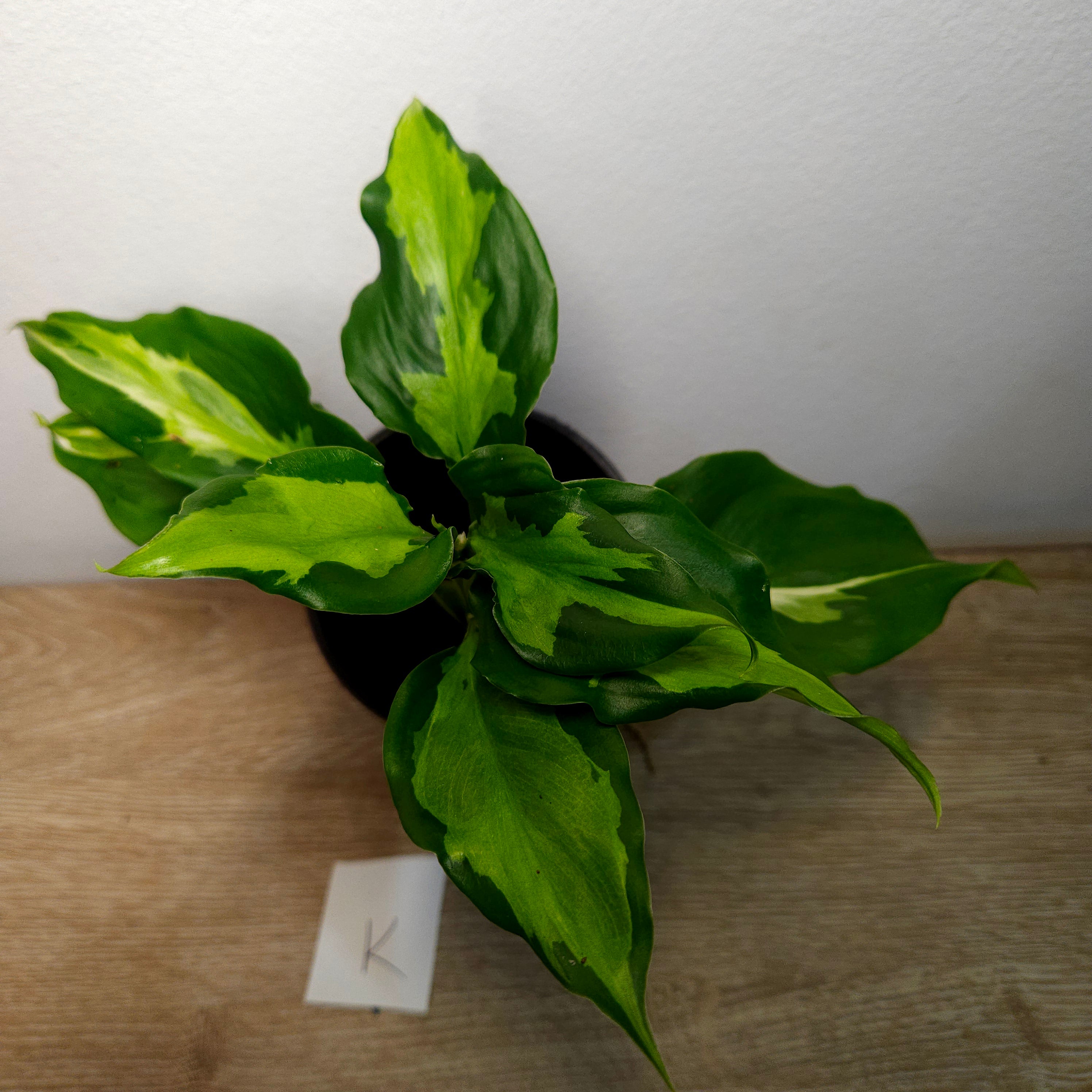 Aglaonema modestum medio pictum 'Shingii