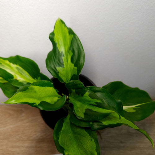 Aglaonema modestum medio pictum 'Shingii