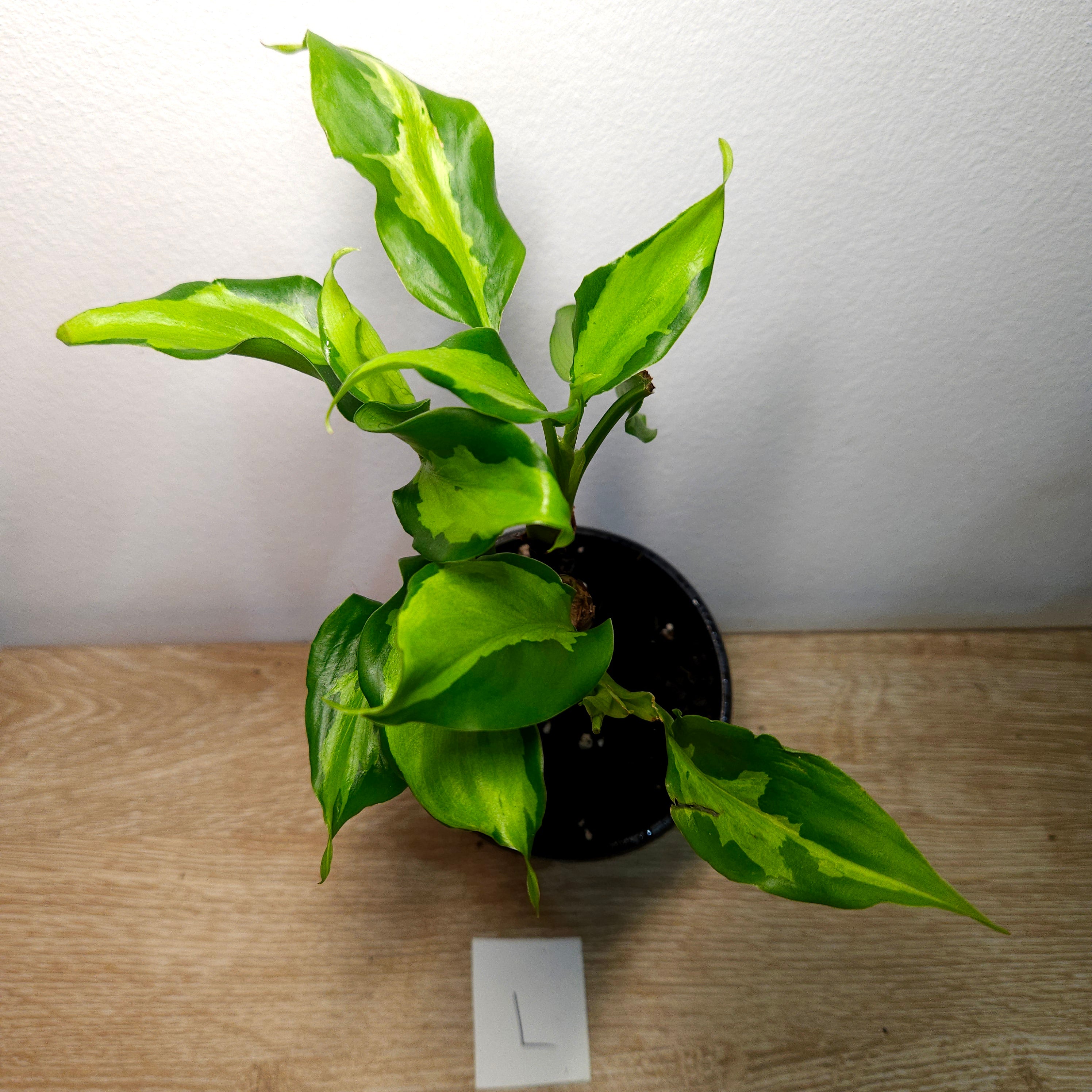 Aglaonema modestum medio pictum 'Shingii