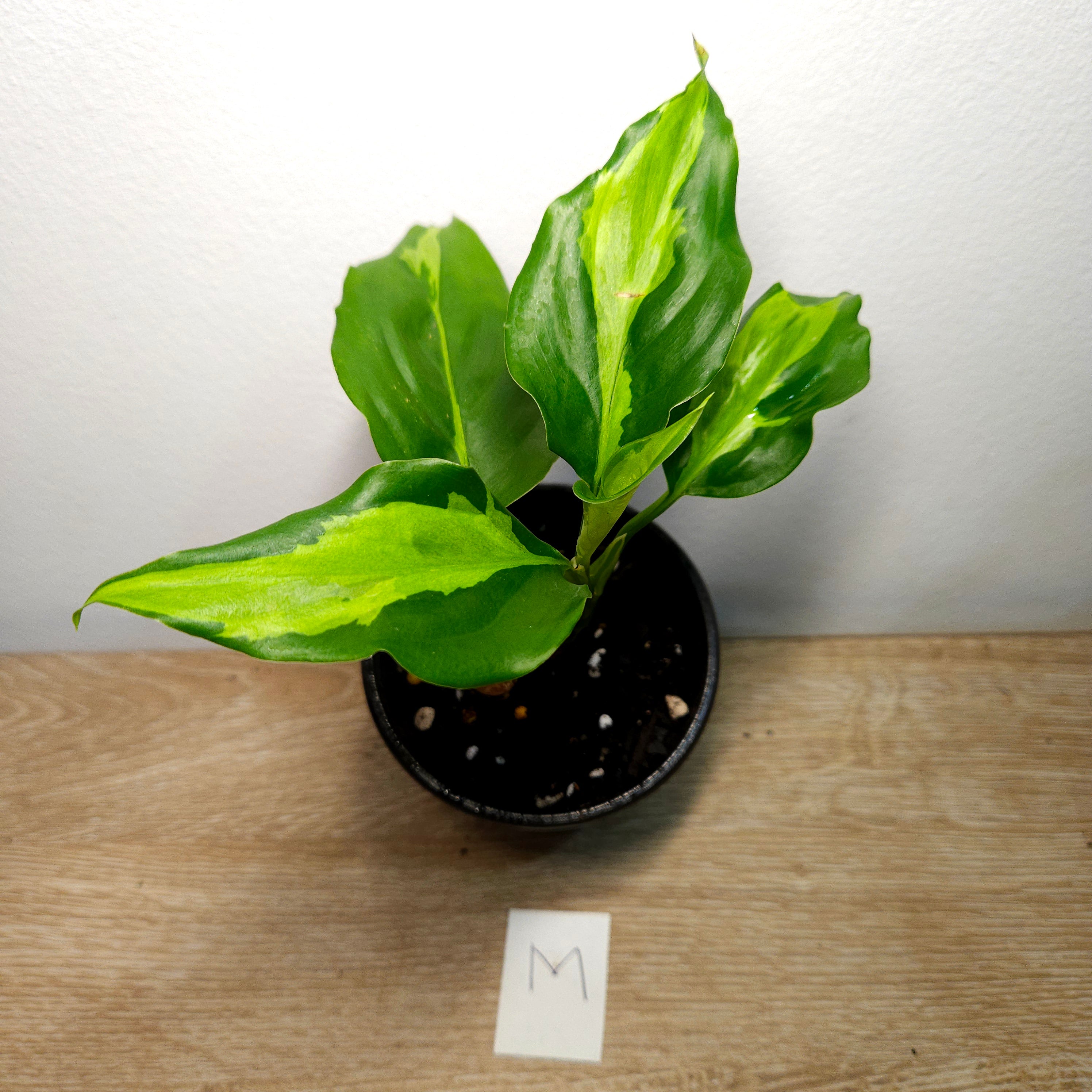 Aglaonema modestum medio pictum 'Shingii