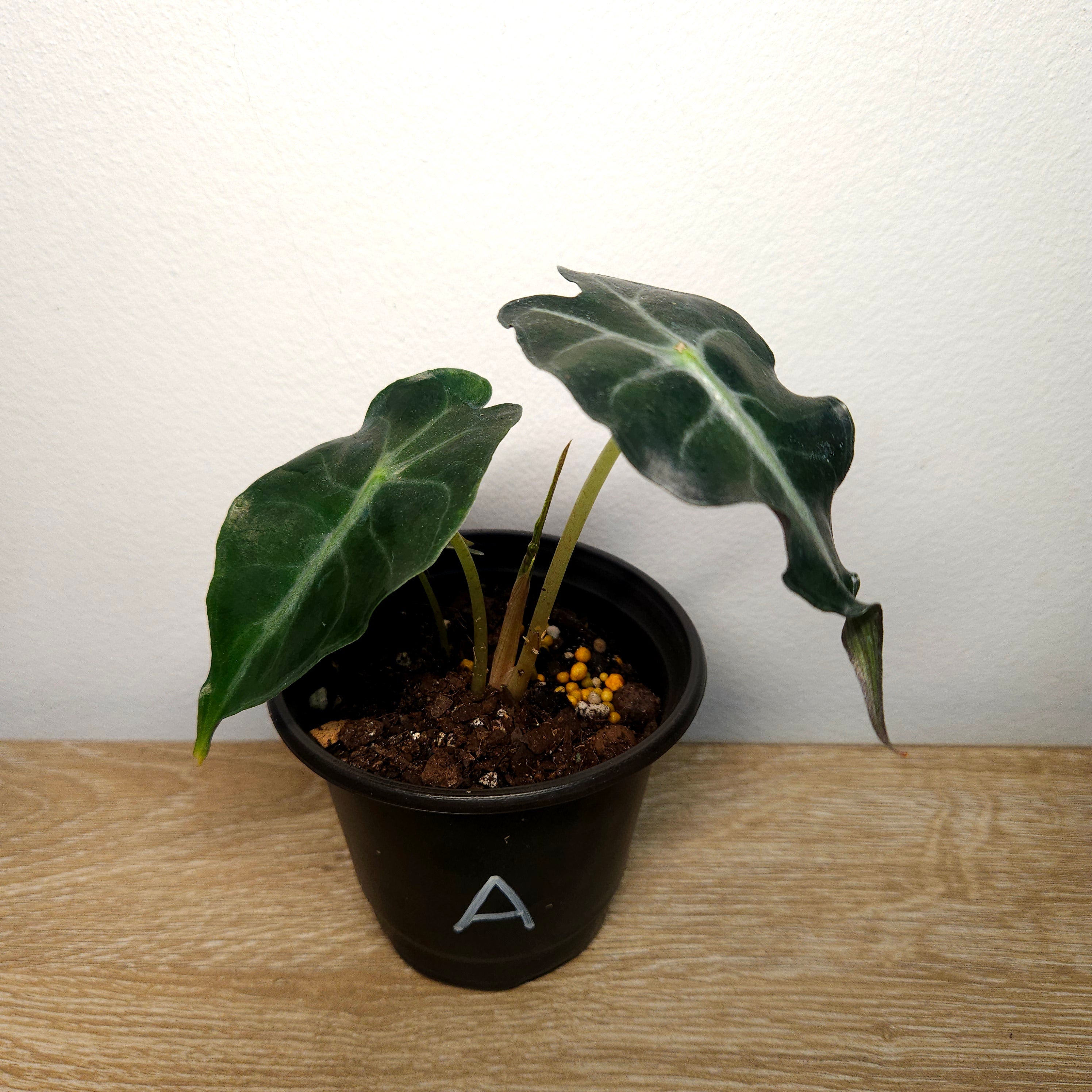 Alocasia ‘Venom’ – Rare Dark Foliage Indoor Plant