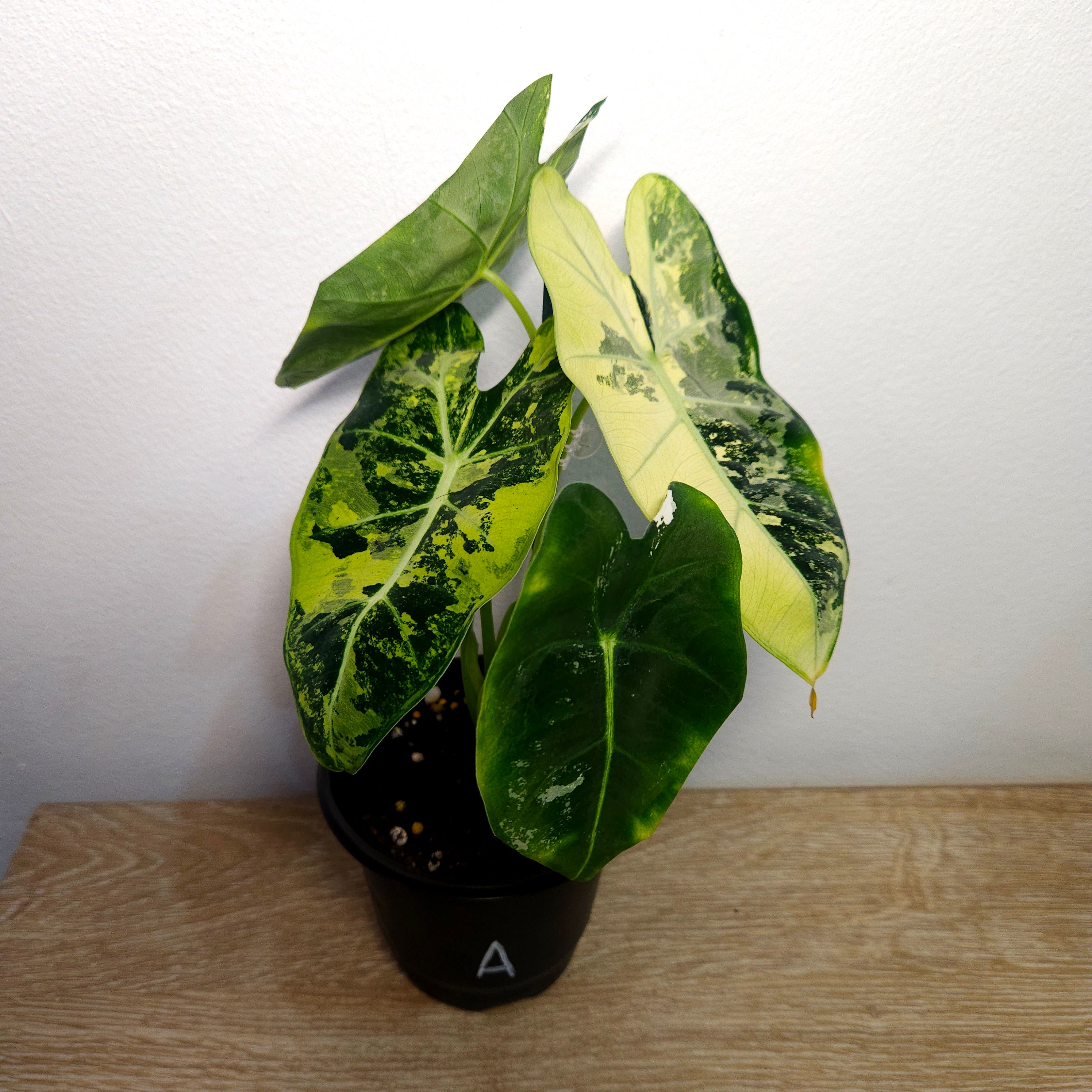 Alocasia micholitziana ‘Frydek Variegated’