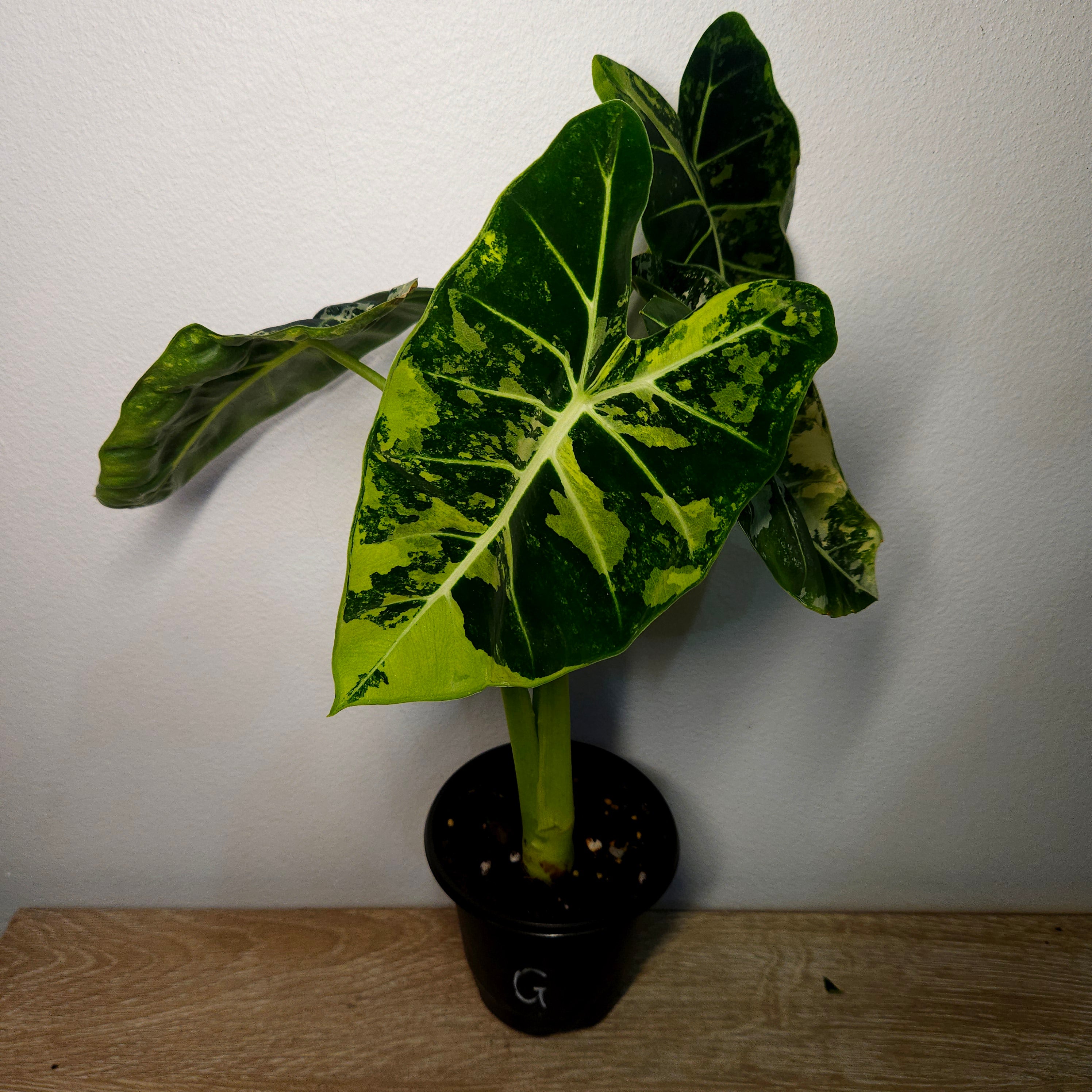 Alocasia micholitziana ‘Frydek Variegated’