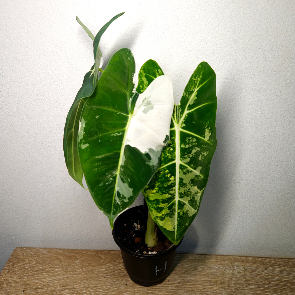 Alocasia micholitziana ‘Frydek Variegated’